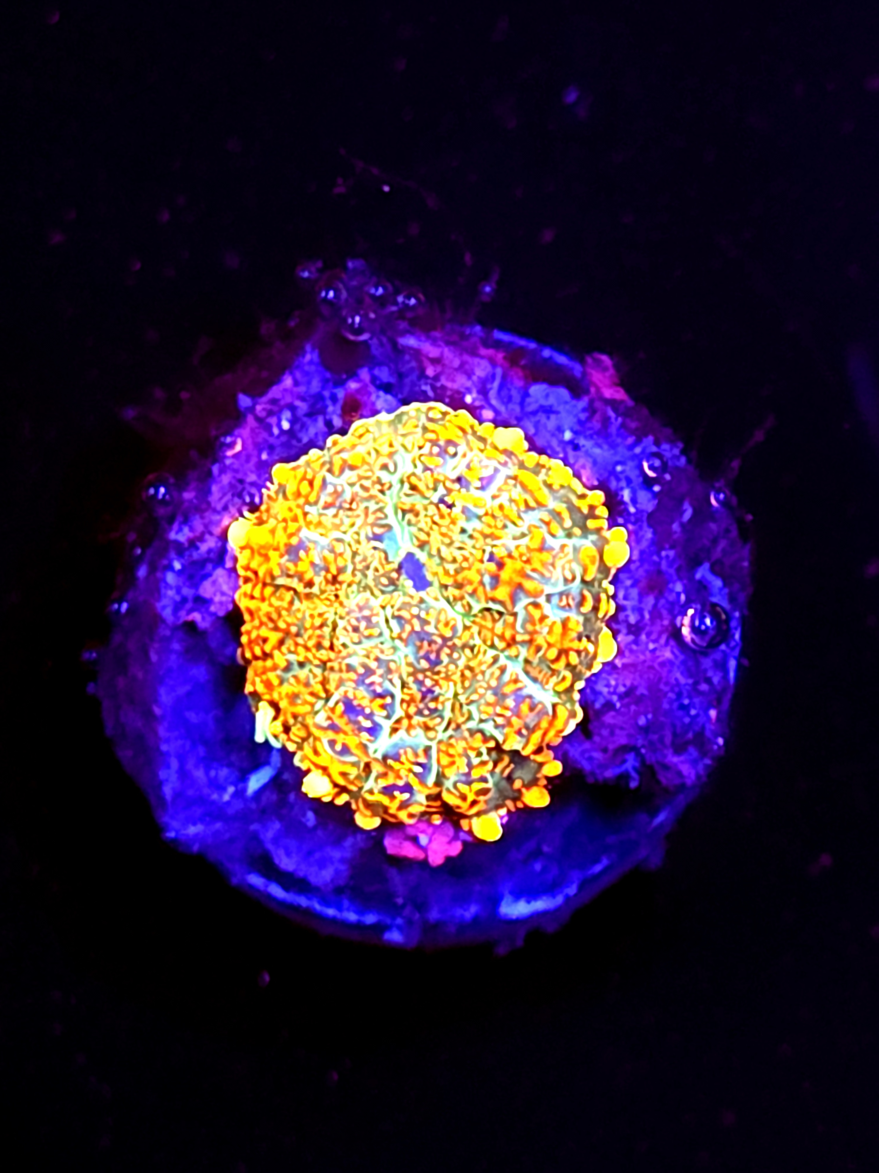 SBB "He Man" Mushroom Small