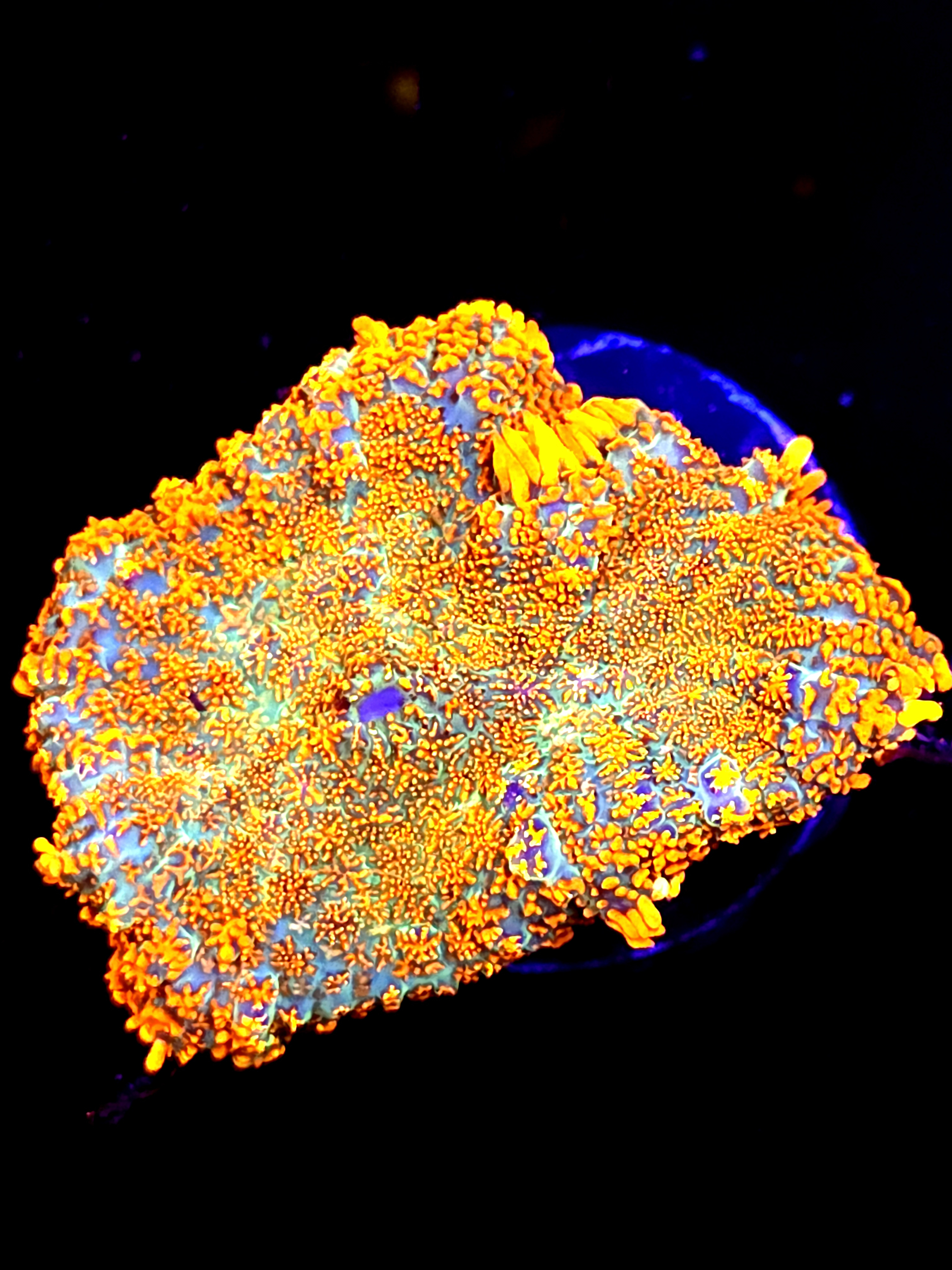 SBB "He Man" Mushroom Large