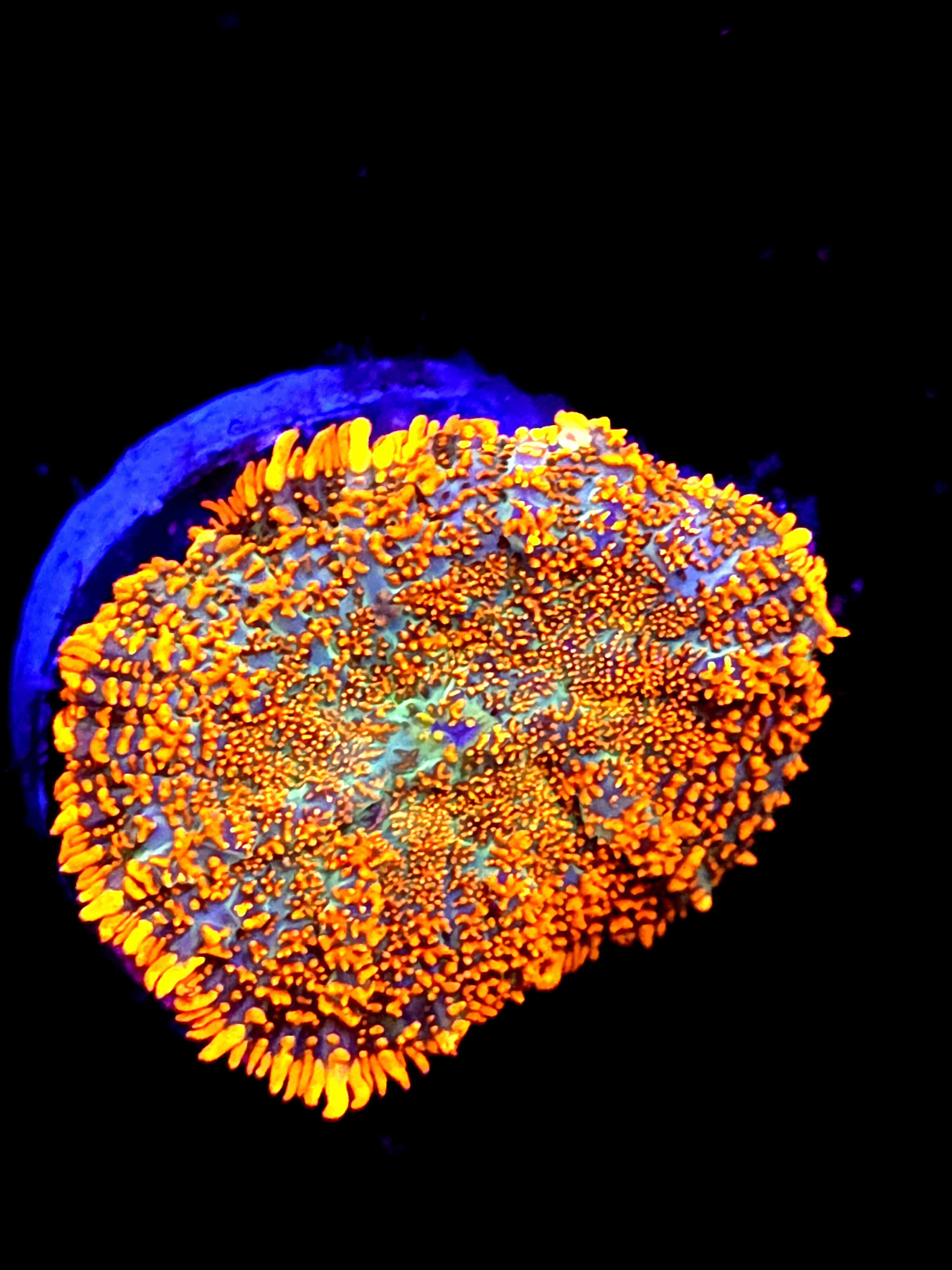 SBB "He Man" Mushroom Medium