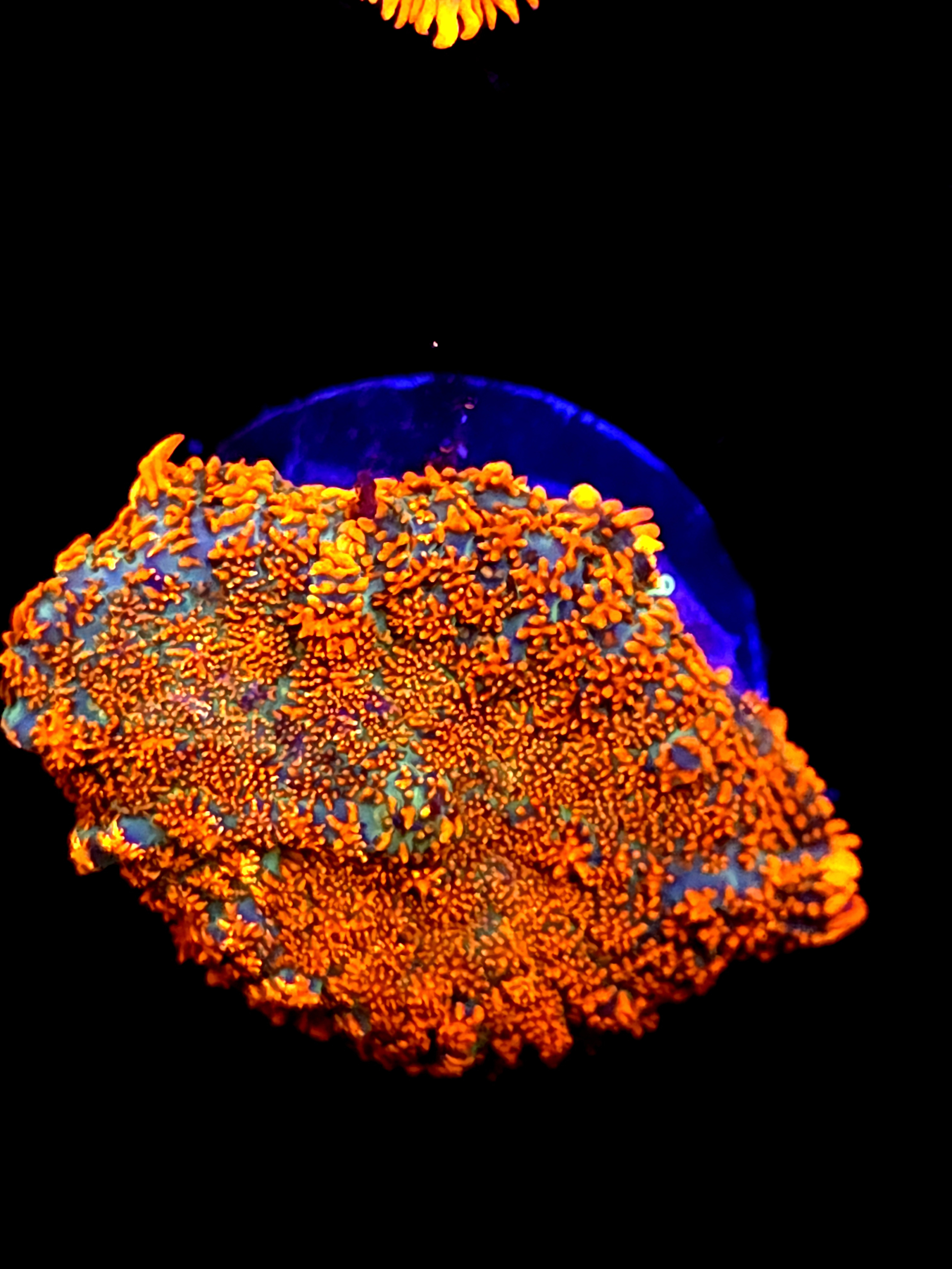 SBB "He Man" Mushroom Large