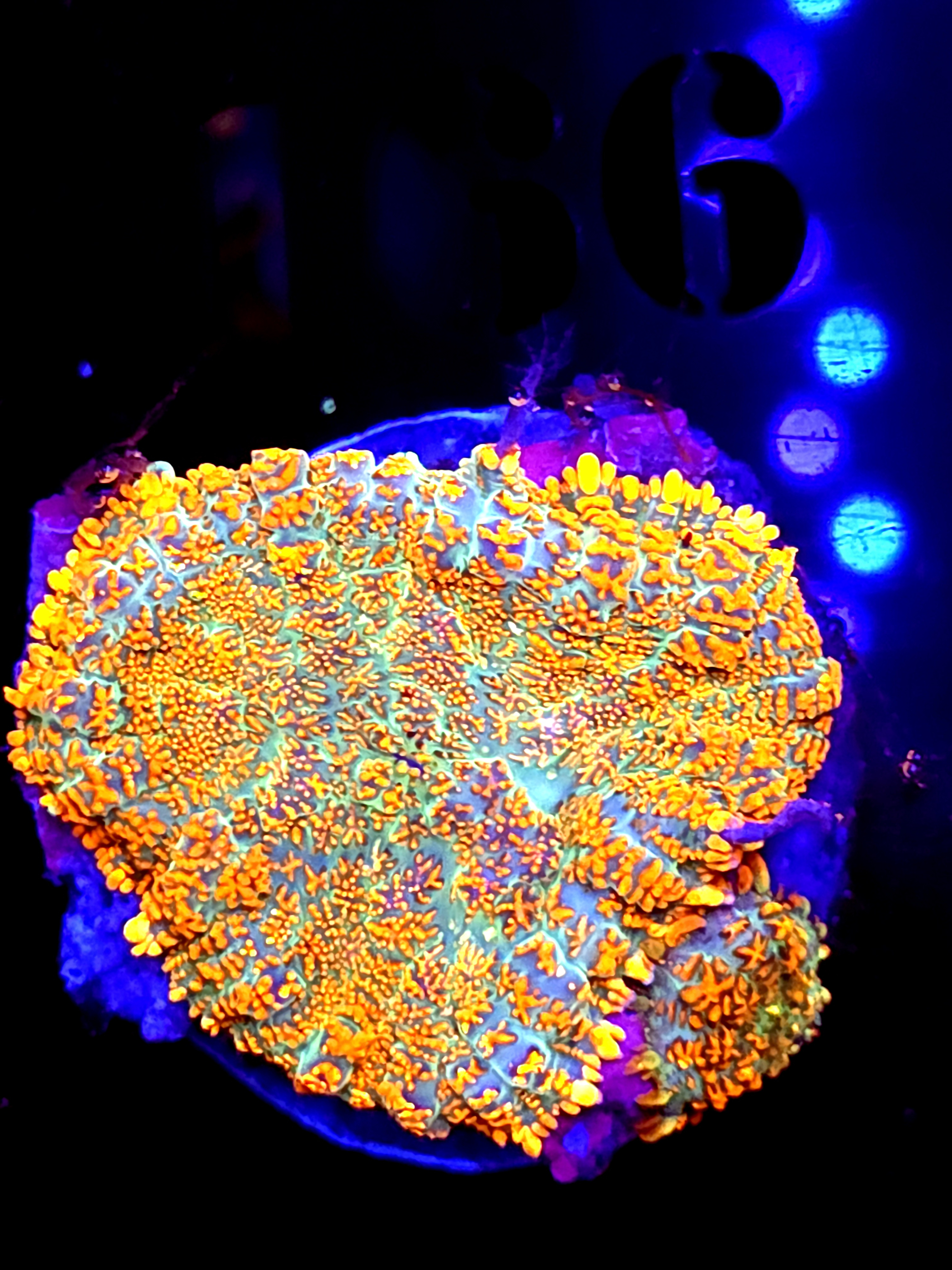 SBB "He Man" Mushroom Large + Baby