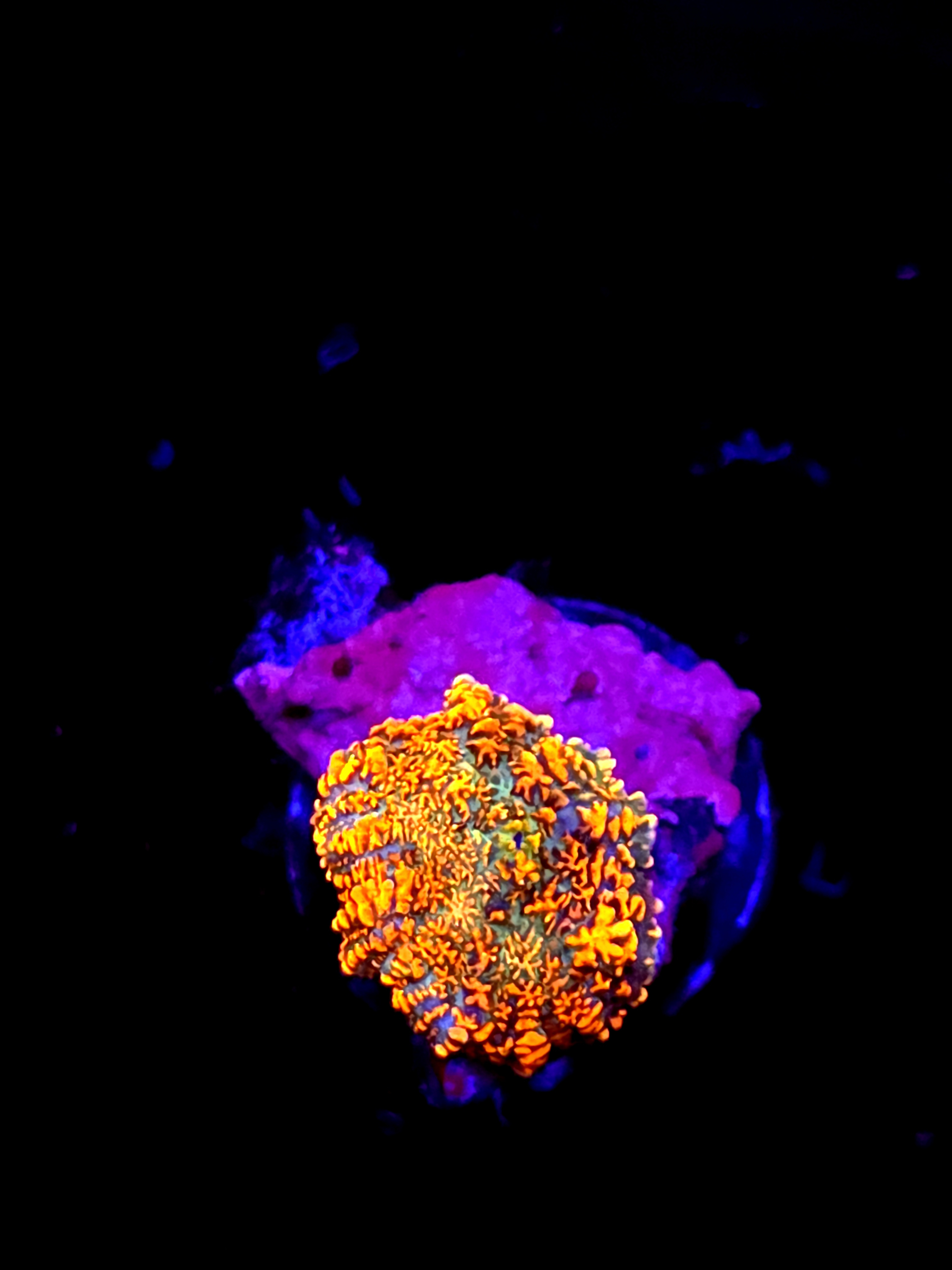 SBB "He Man" Mushroom Small