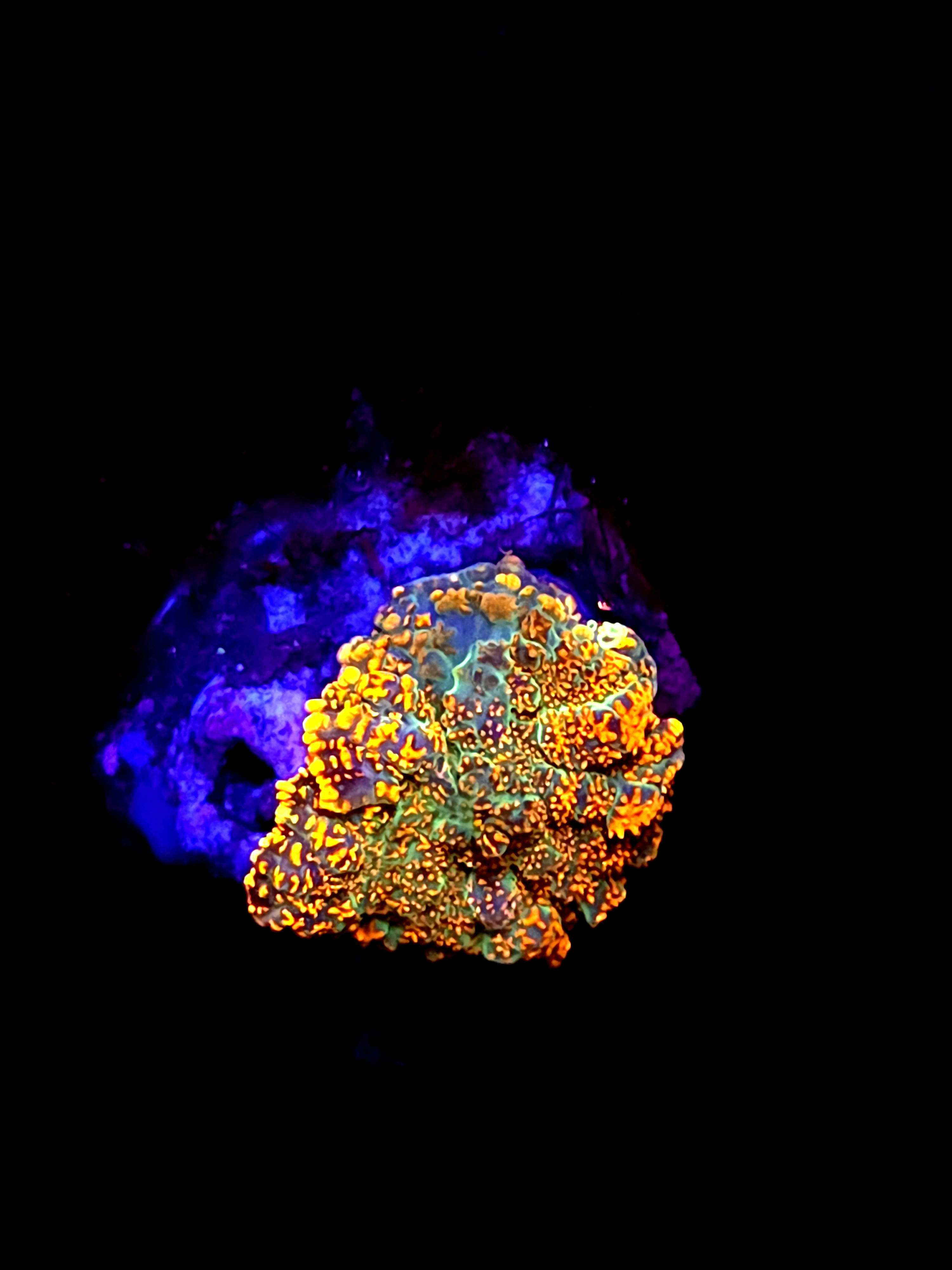 SBB "He Man" Mushroom Small