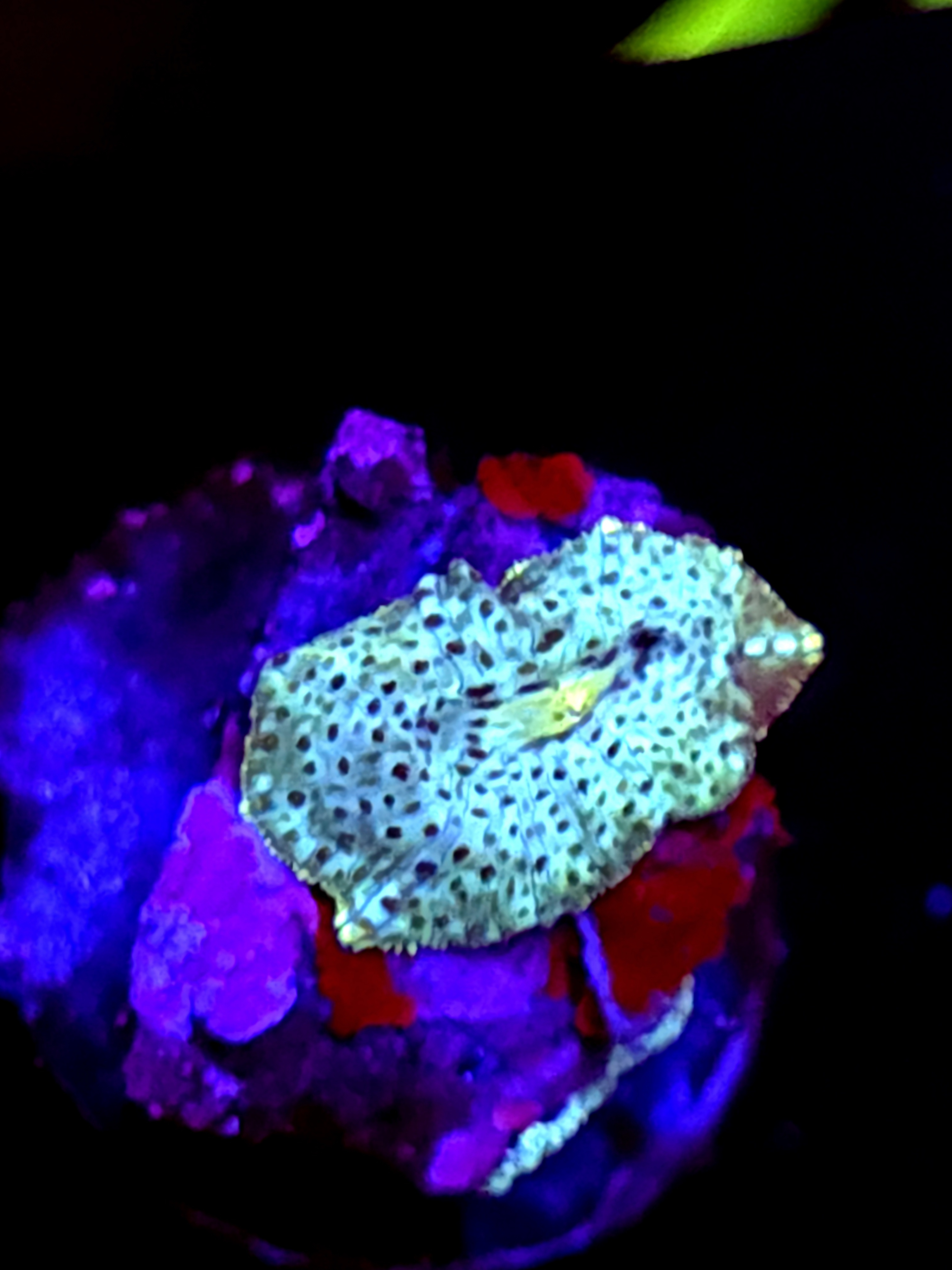 SBB "Radiant Crown" Mushroom Small