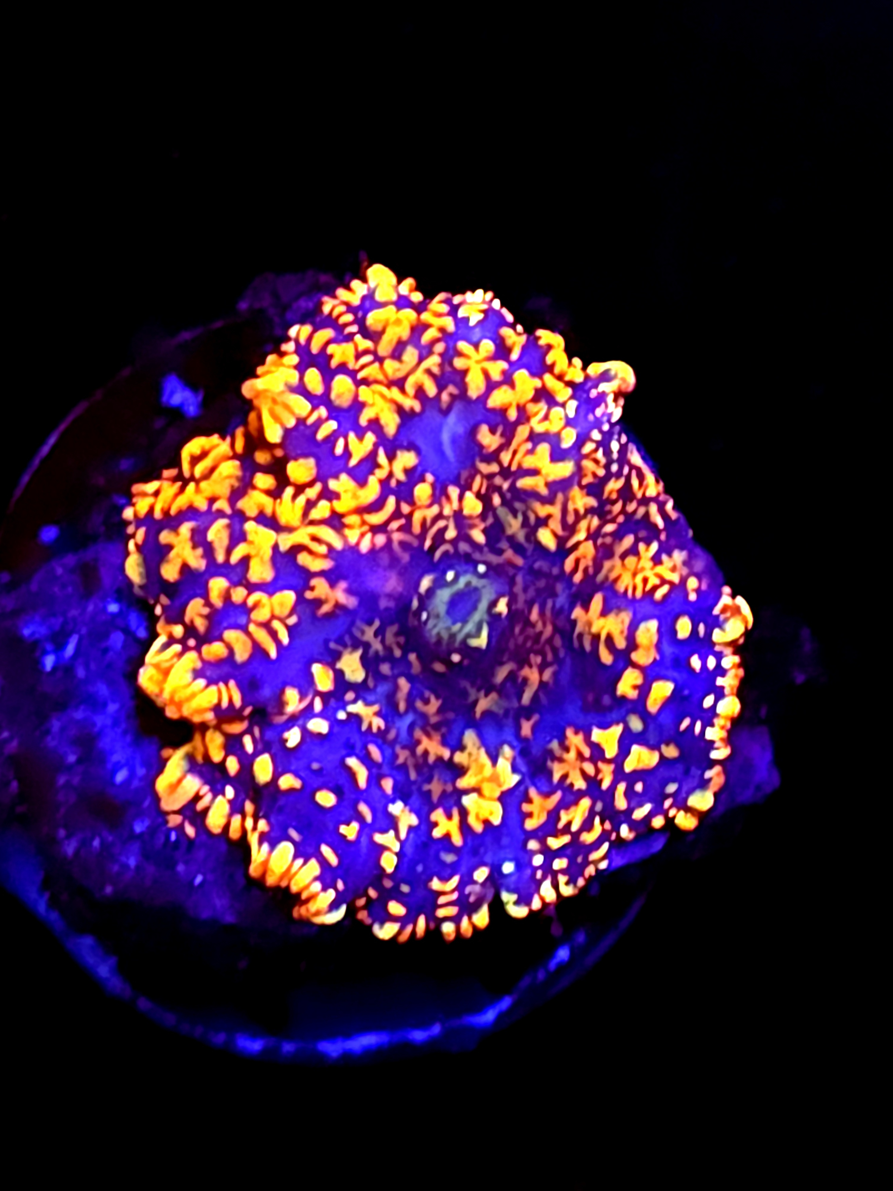 SBB "No Name" Mushroom Small