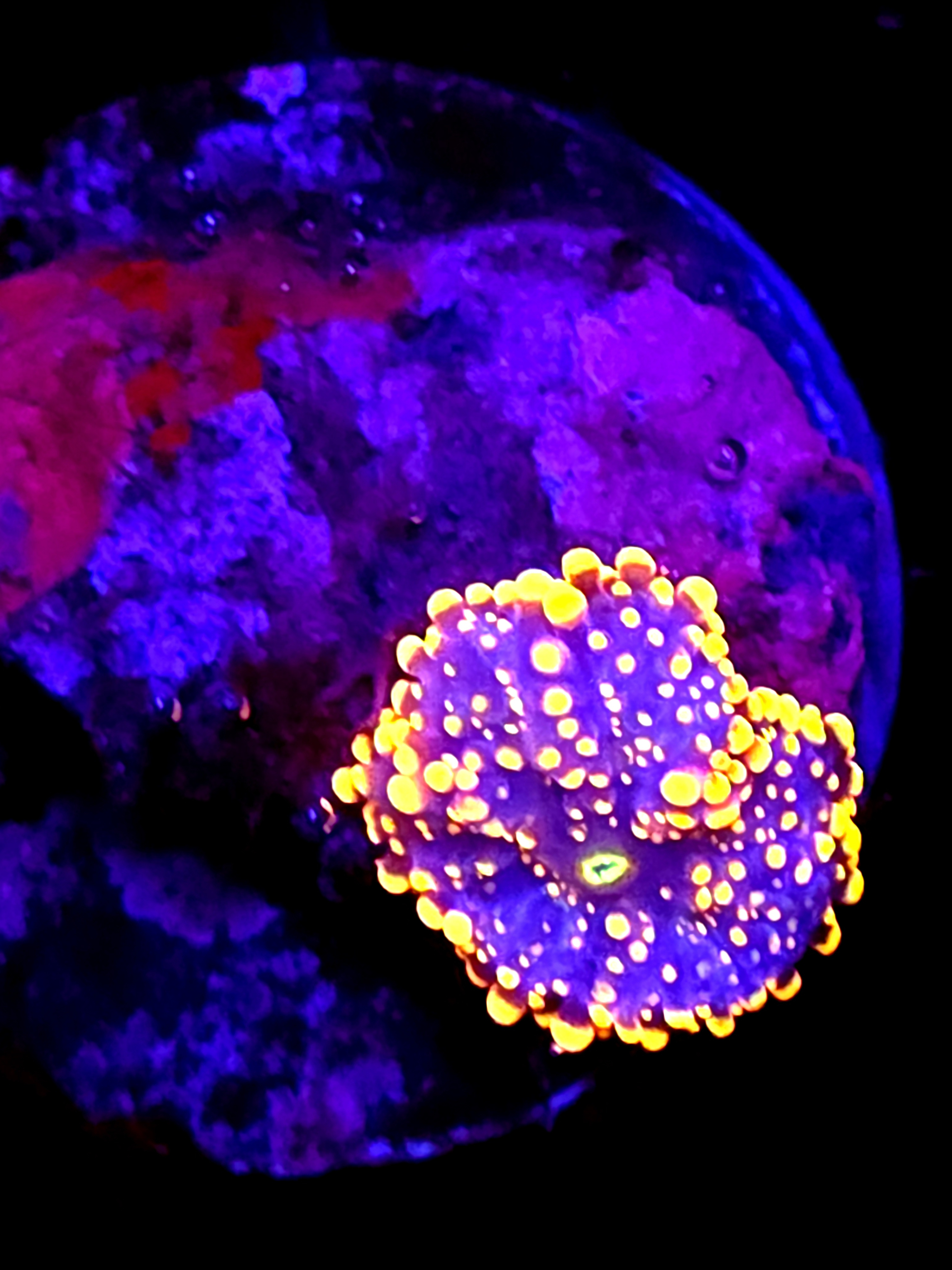 SBB "King Kong" Mushroom Small