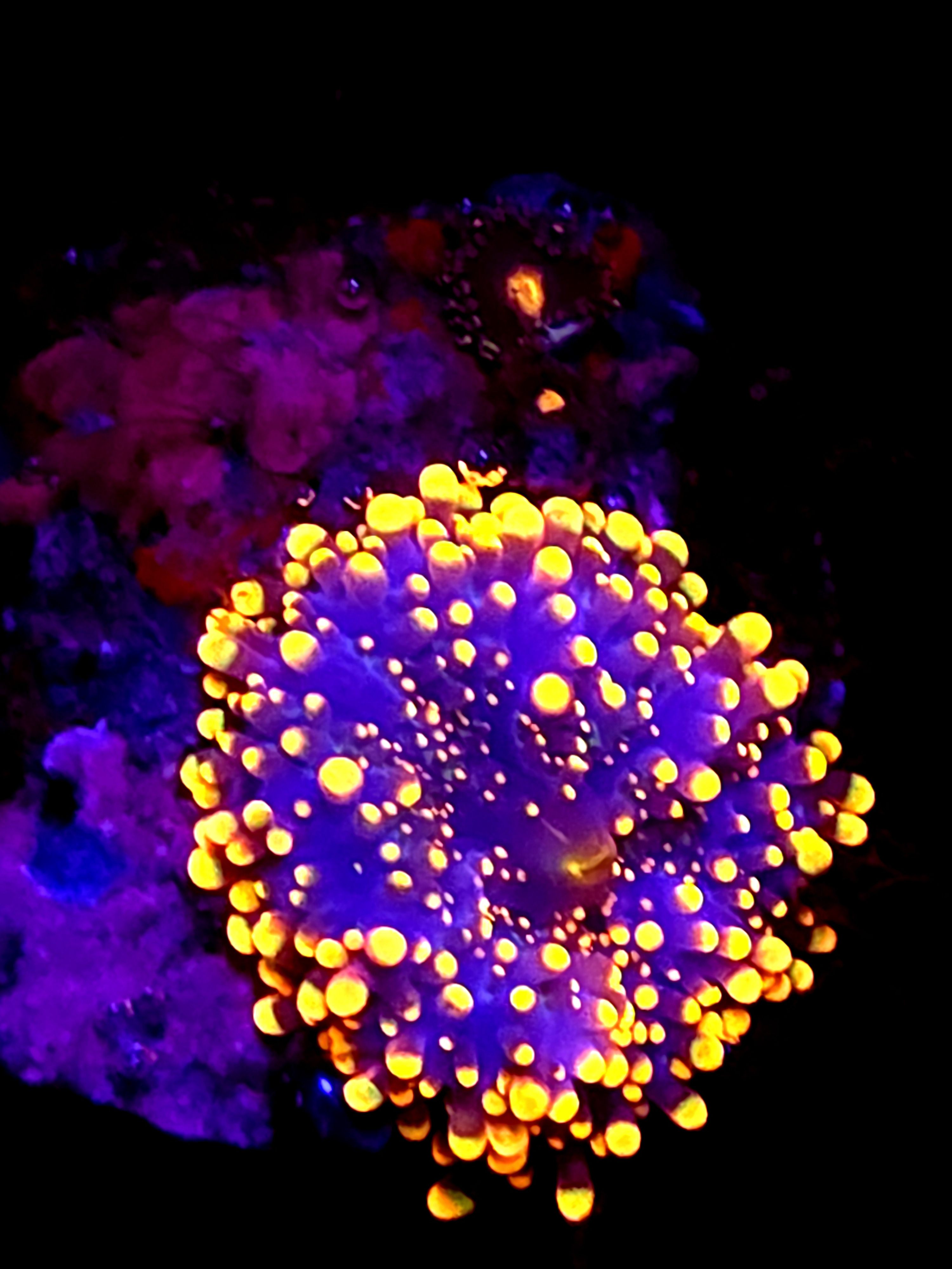 SBB "Myster Signature" Mushroom Medium