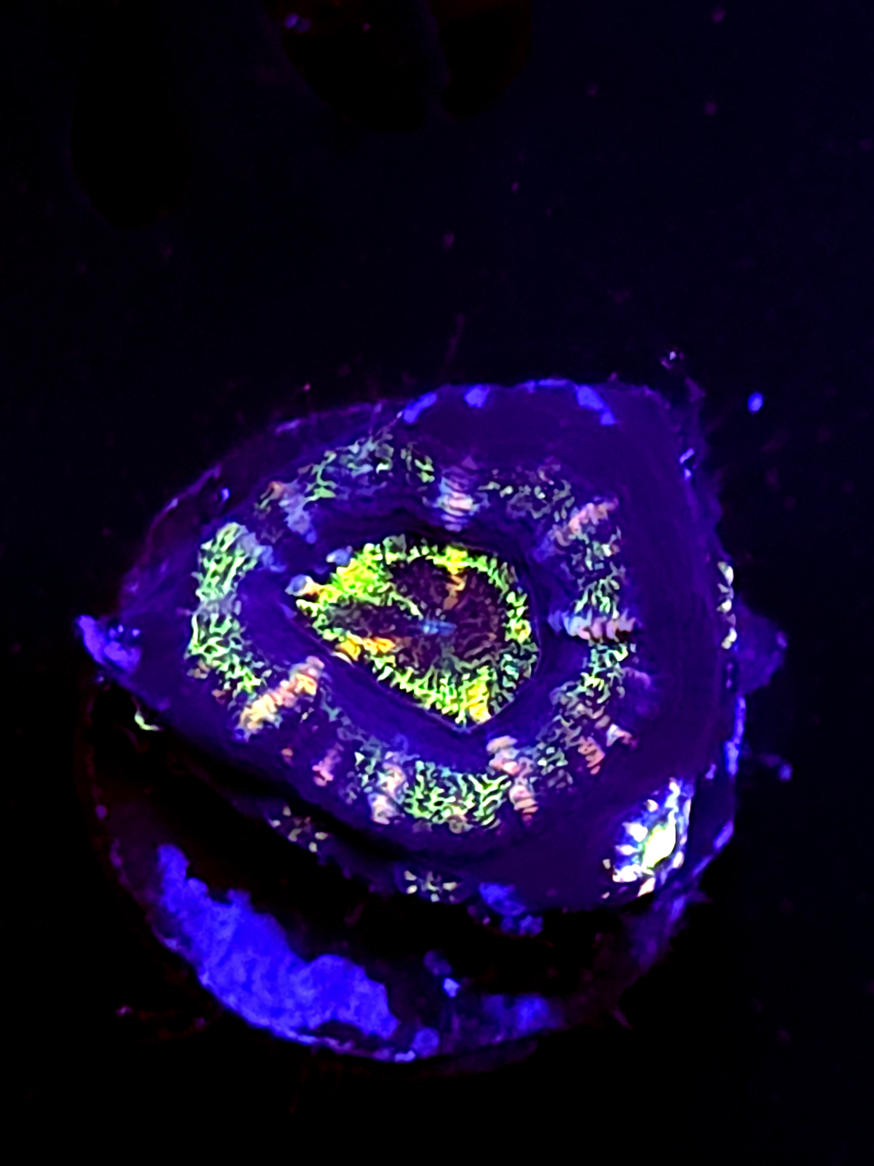 SBB "Ape Planet" Acan