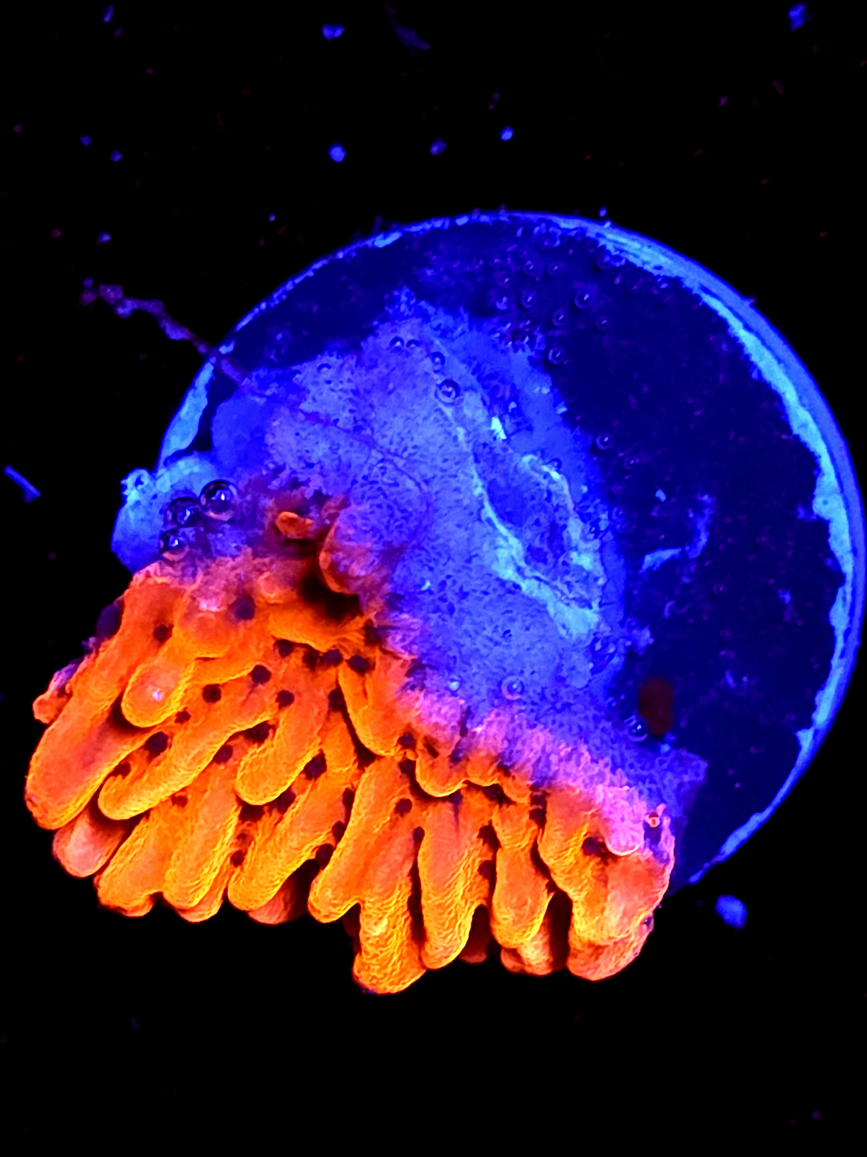 SBB "Cherry Tree" Small Monti