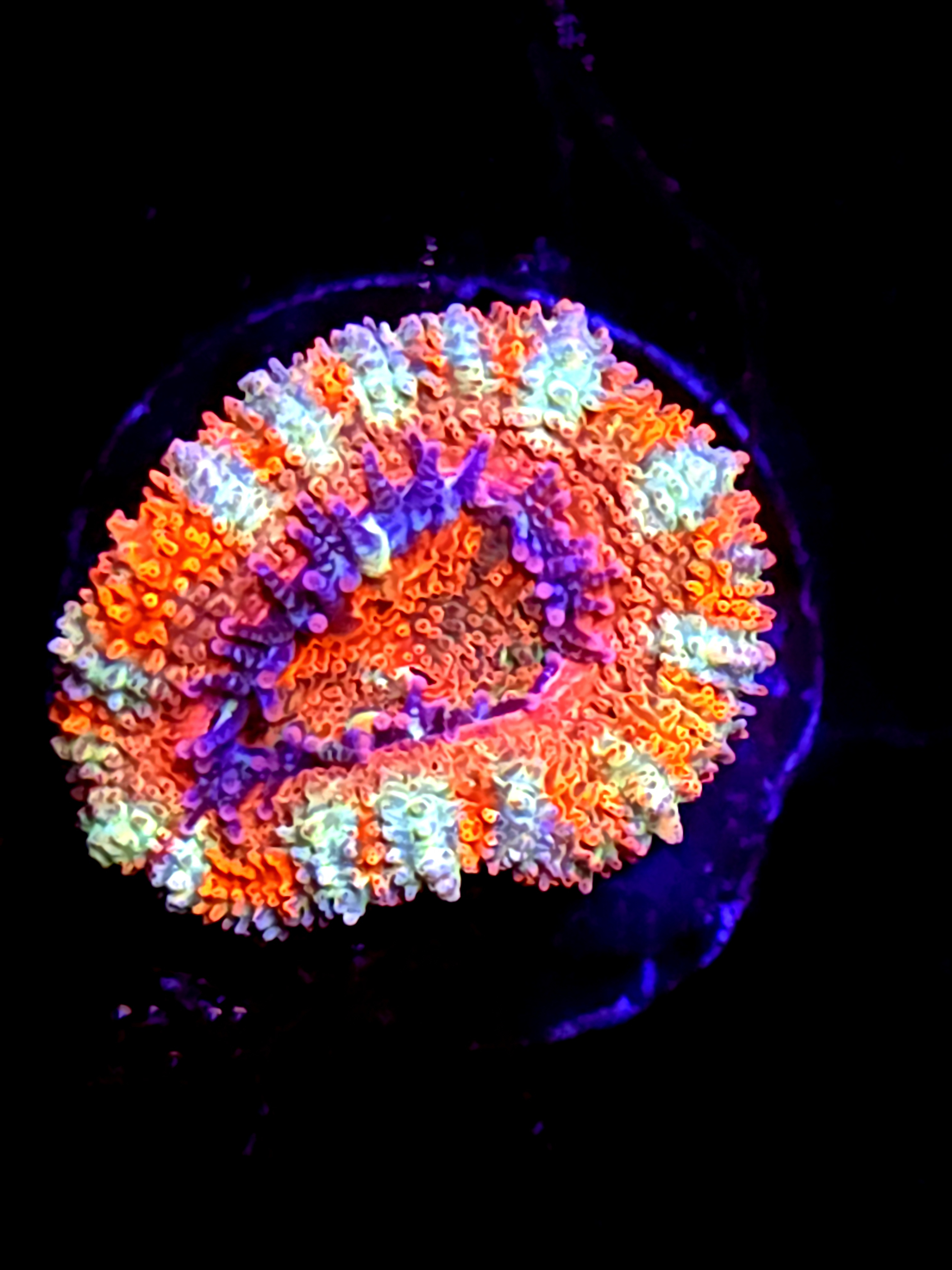 SBB "Jungle Tigher" Acan