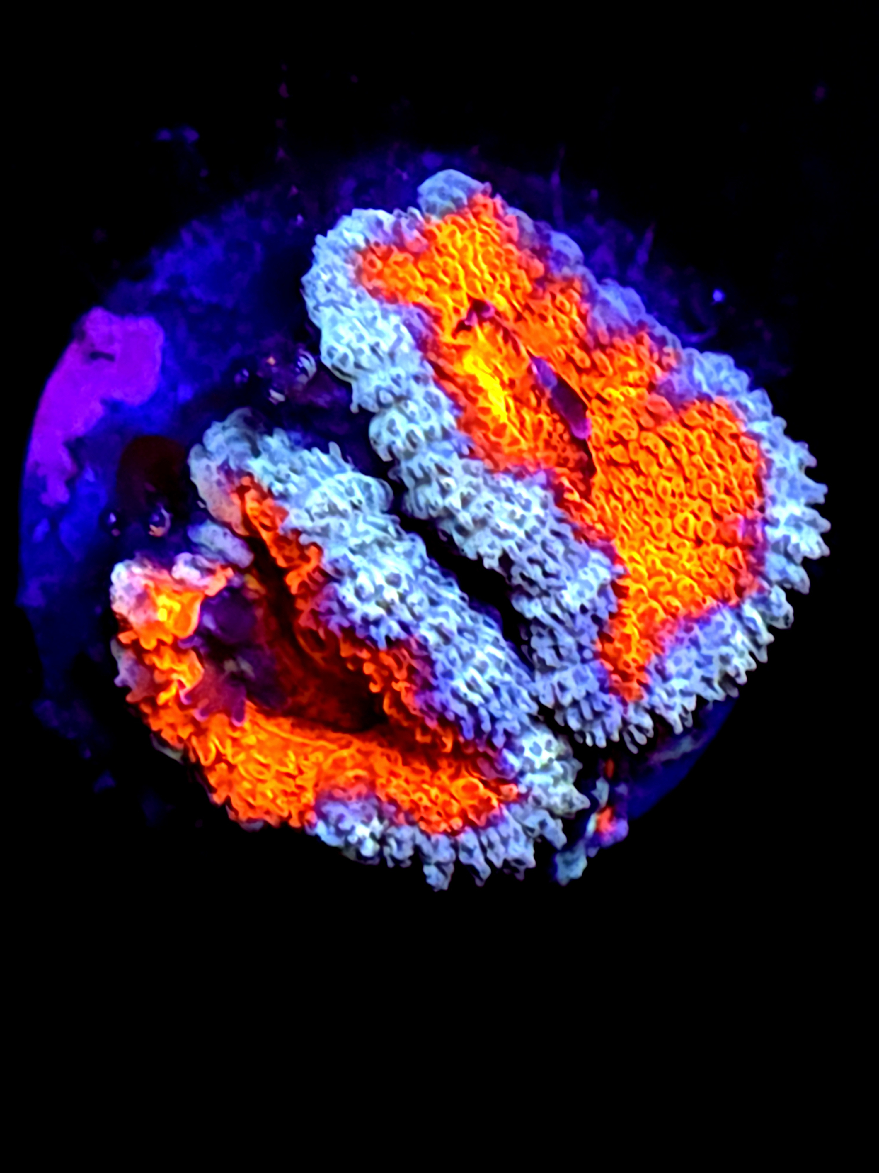 SBB "Nebula Core" Acan 2 Heads + Baby