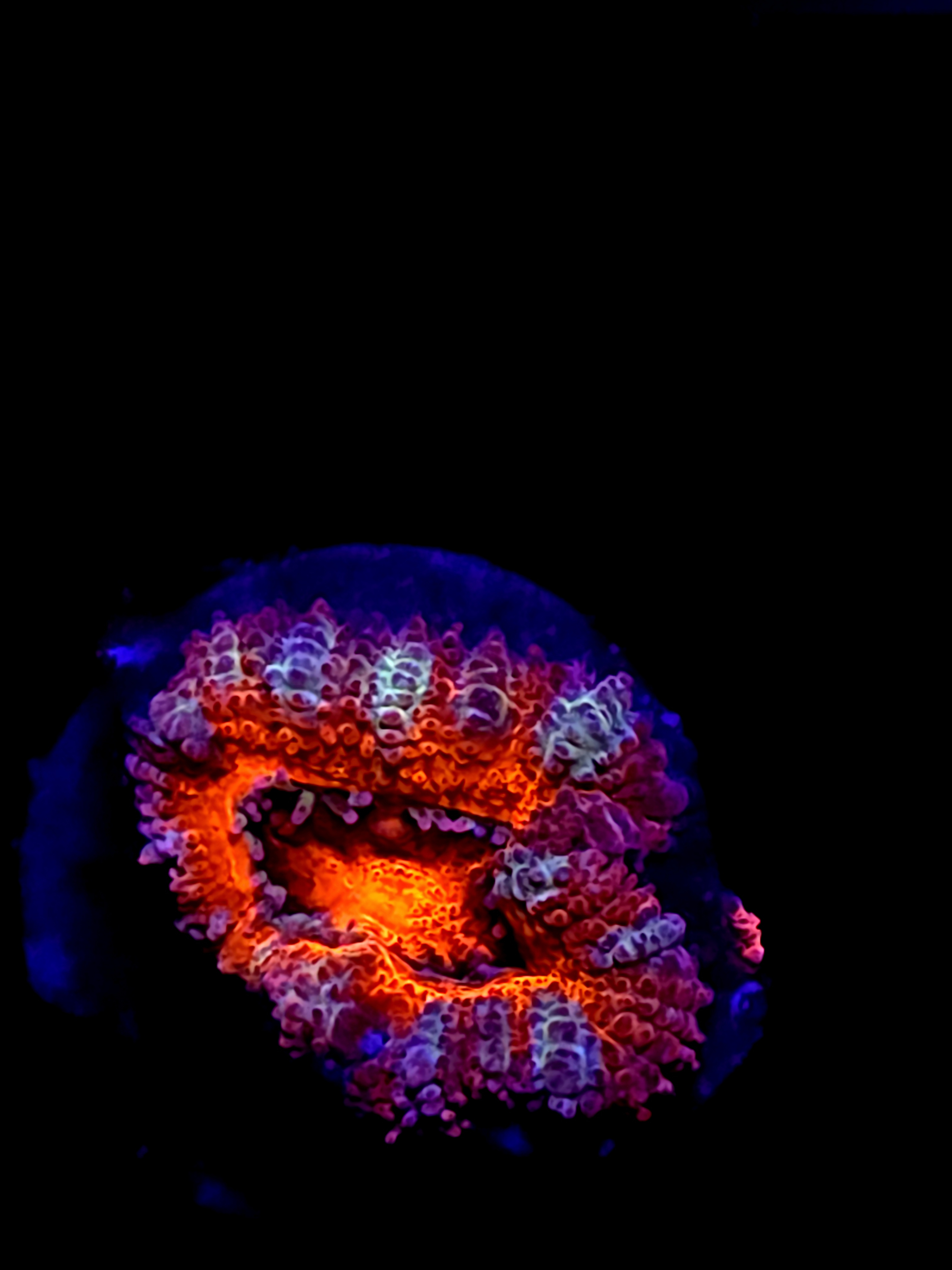 SBB "Pyro Candy" Acan