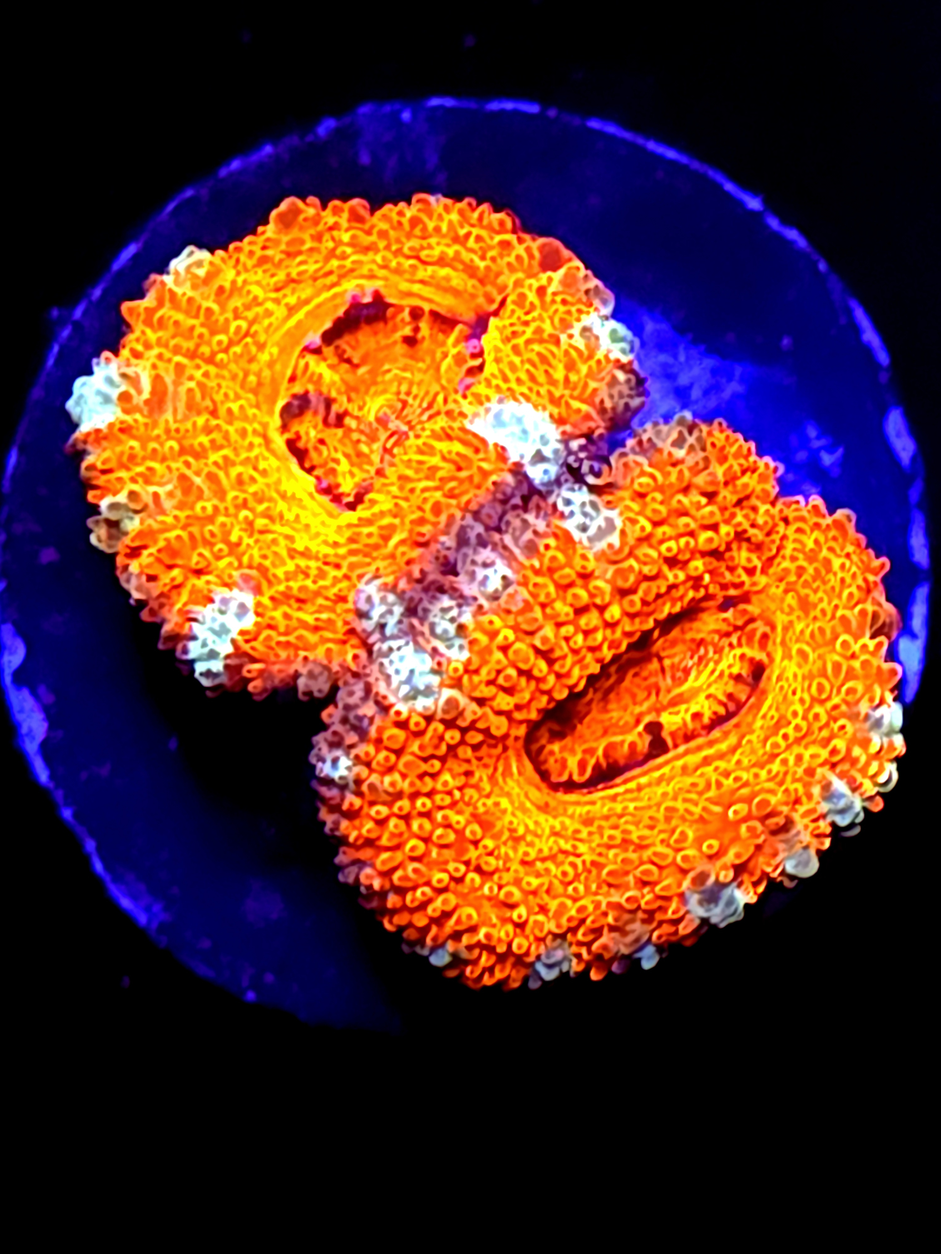 SBB "Lava Bloom" Acan 2 Heads