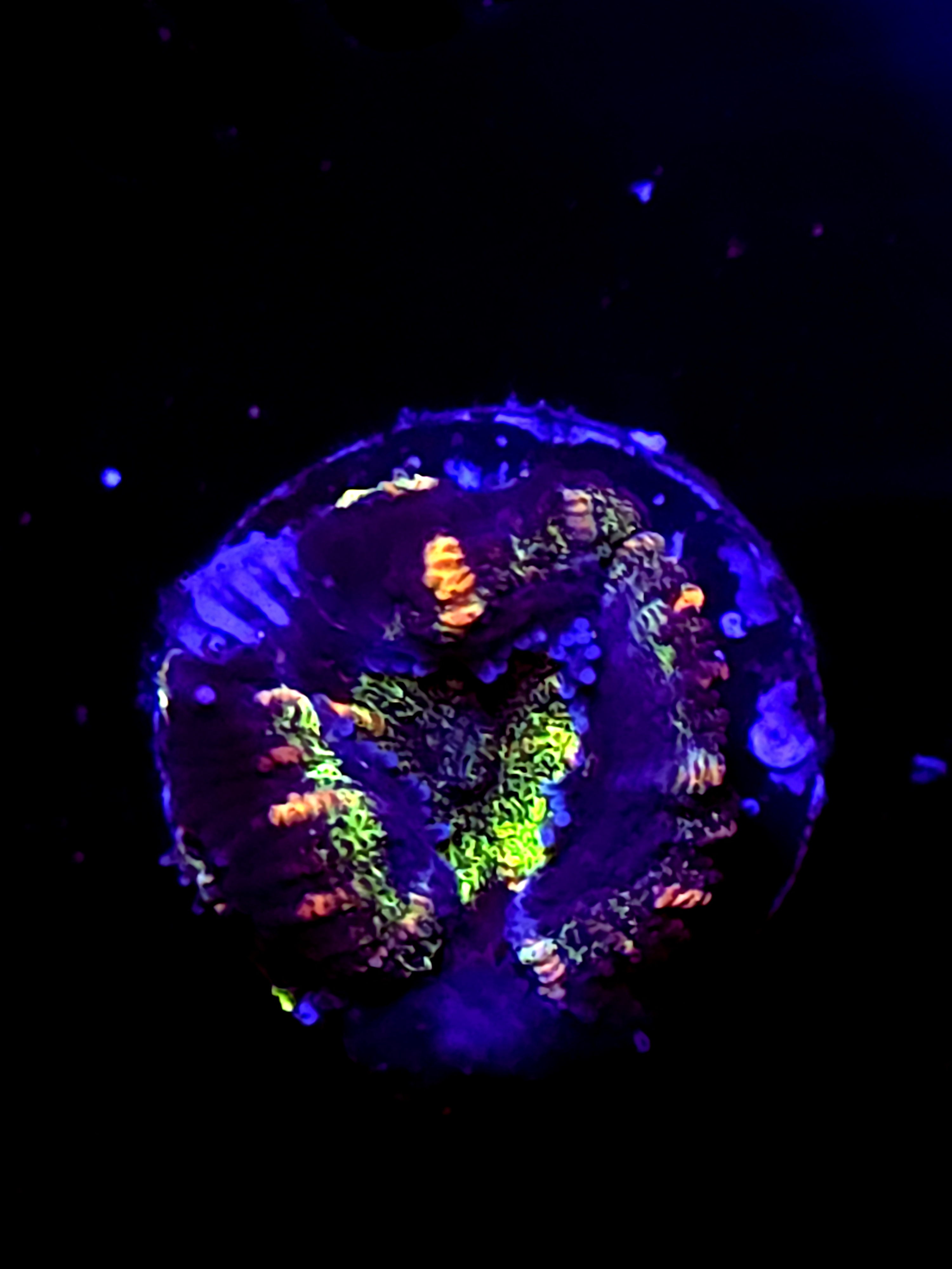 SBB "Ape Planet" Acan