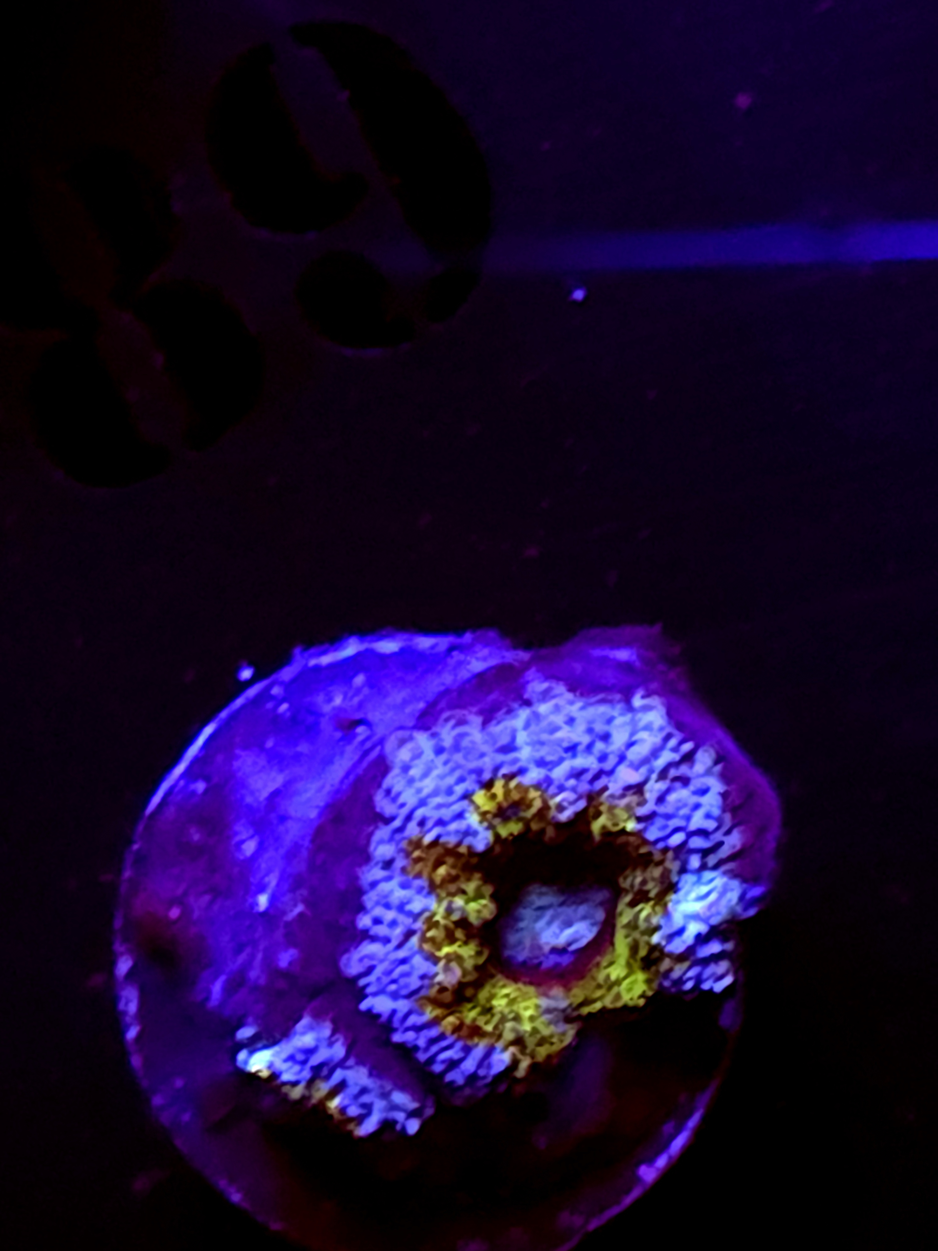SBB "Amber Lust" Acan 1+ heads