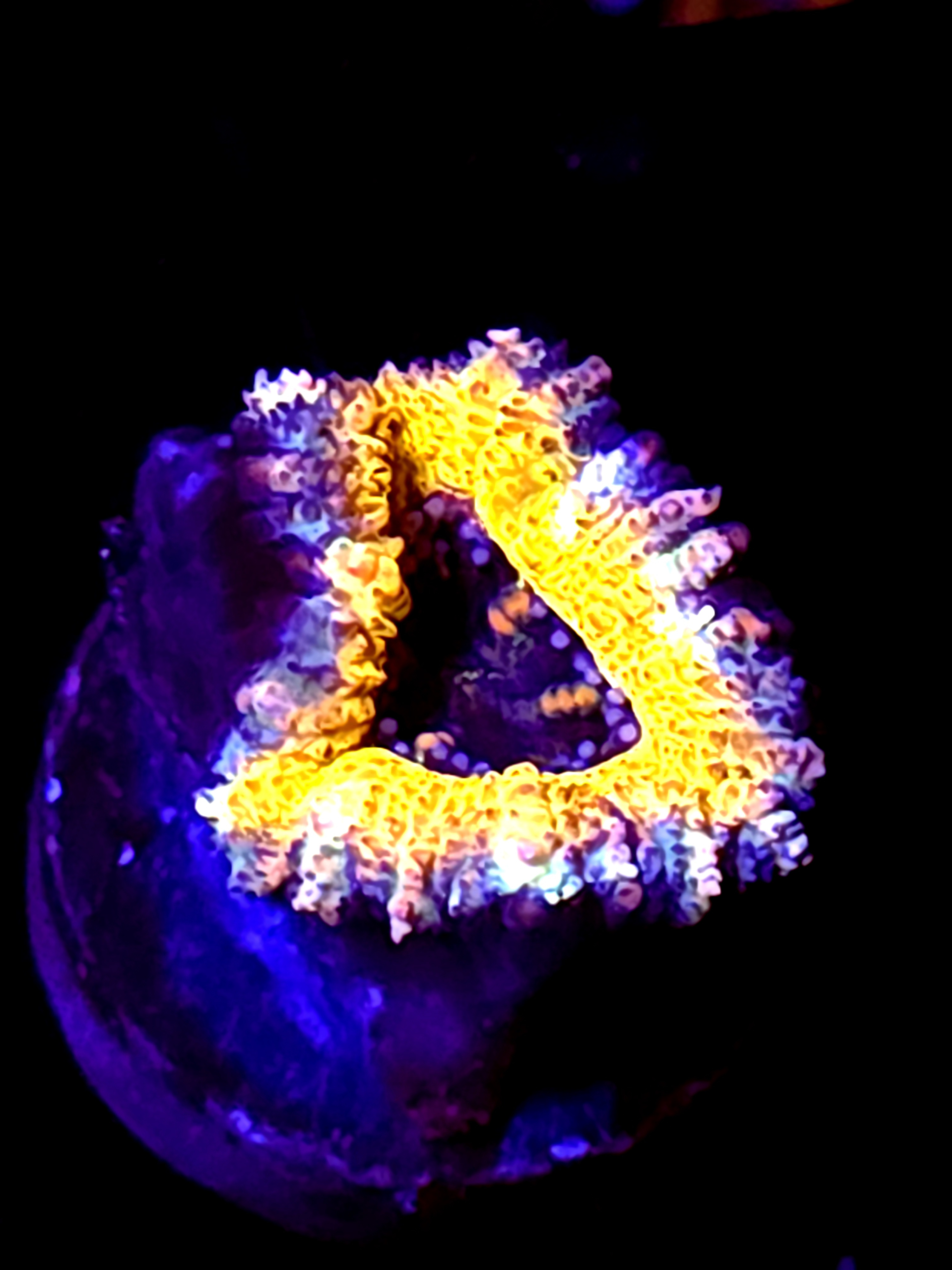 SBB "Dragon Core" Acan