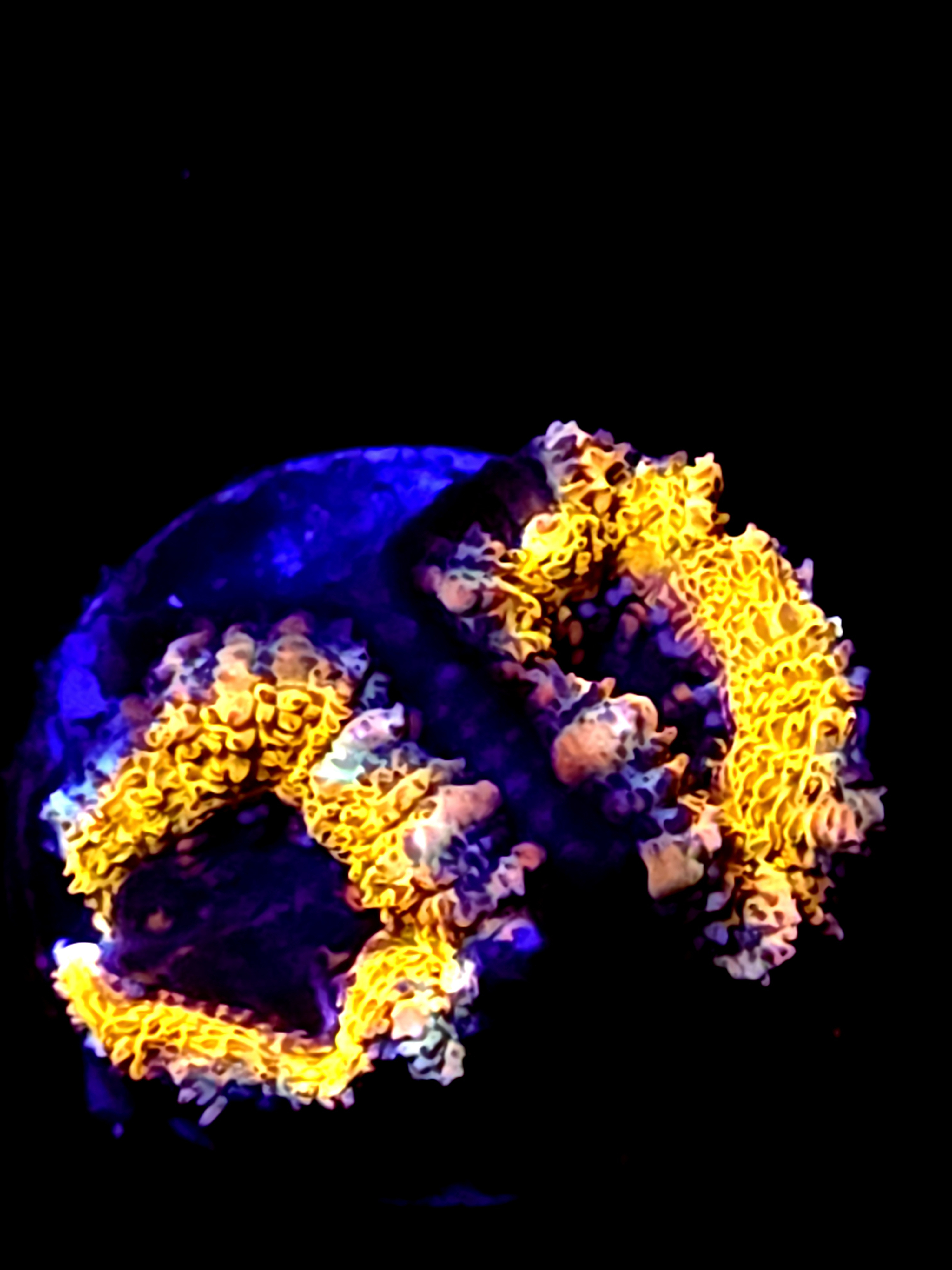 SBB "Dragon Core" Acan 2 Heads