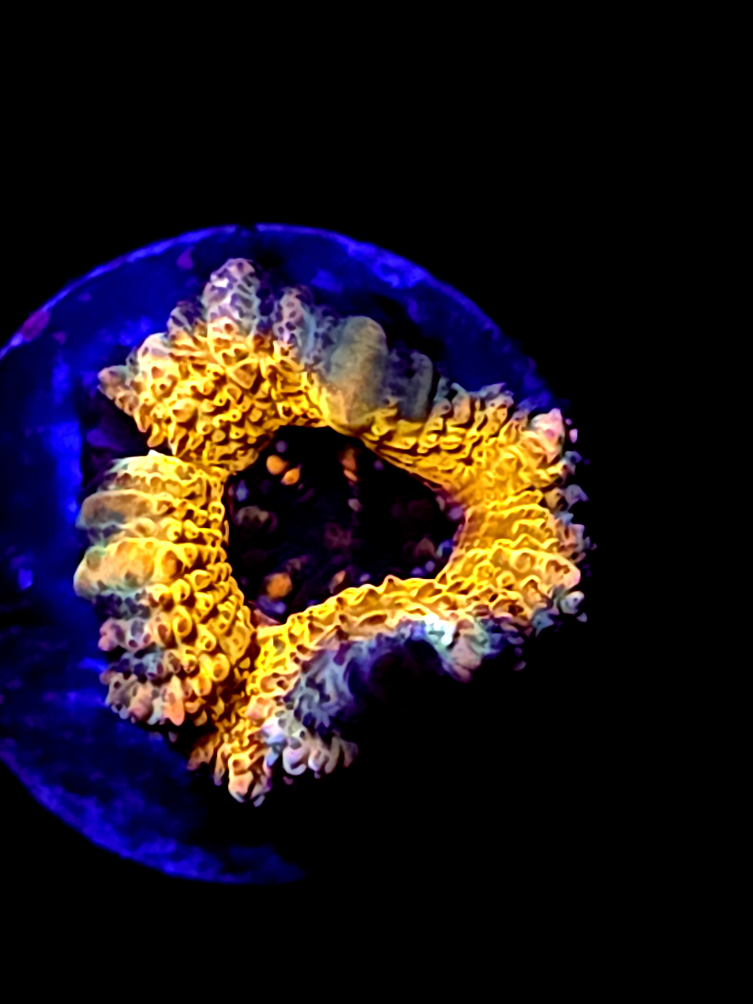 SBB "Dragon Core" Acan