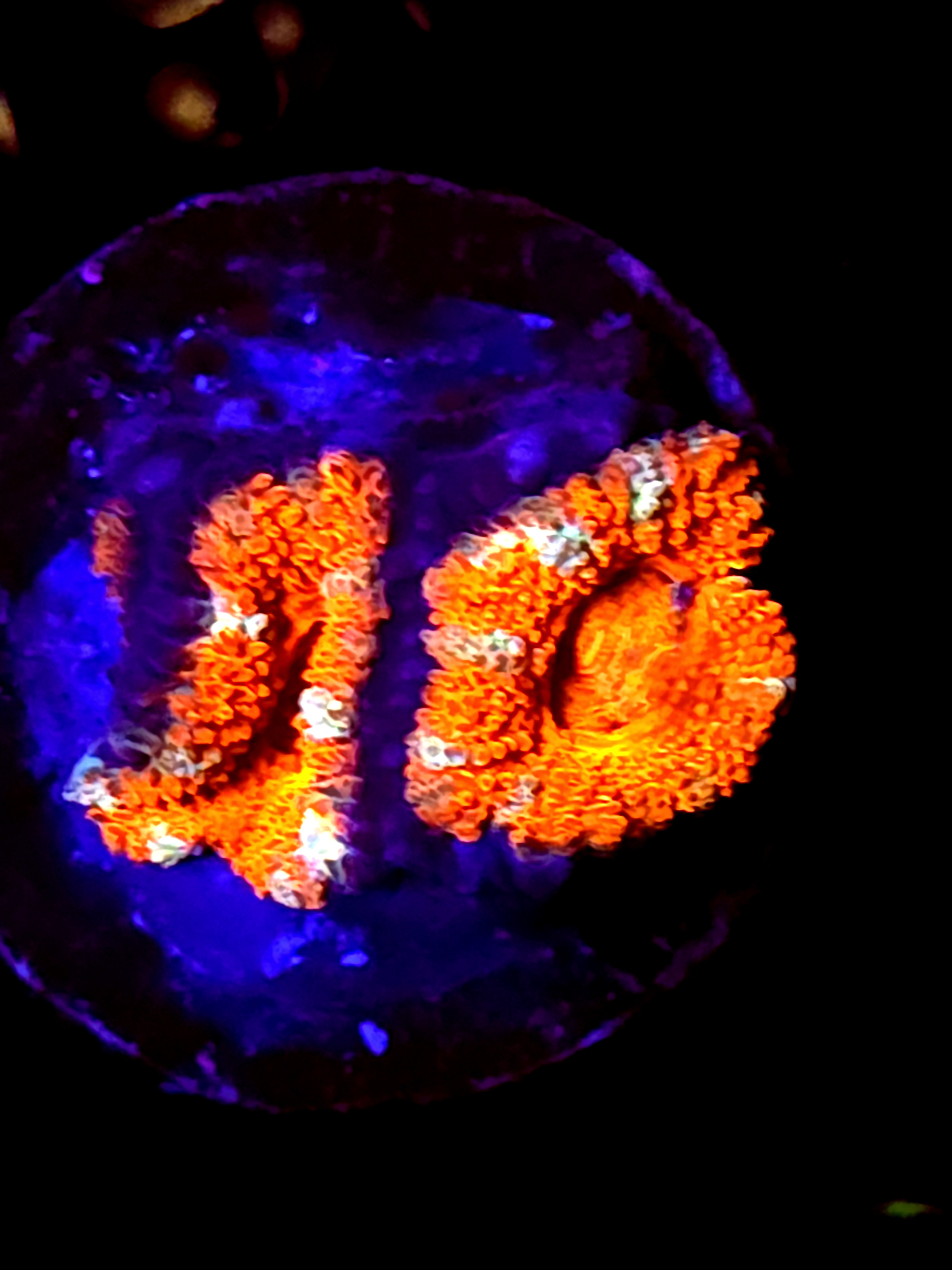 SBB "Lava Bloom" Acan 2 Heads