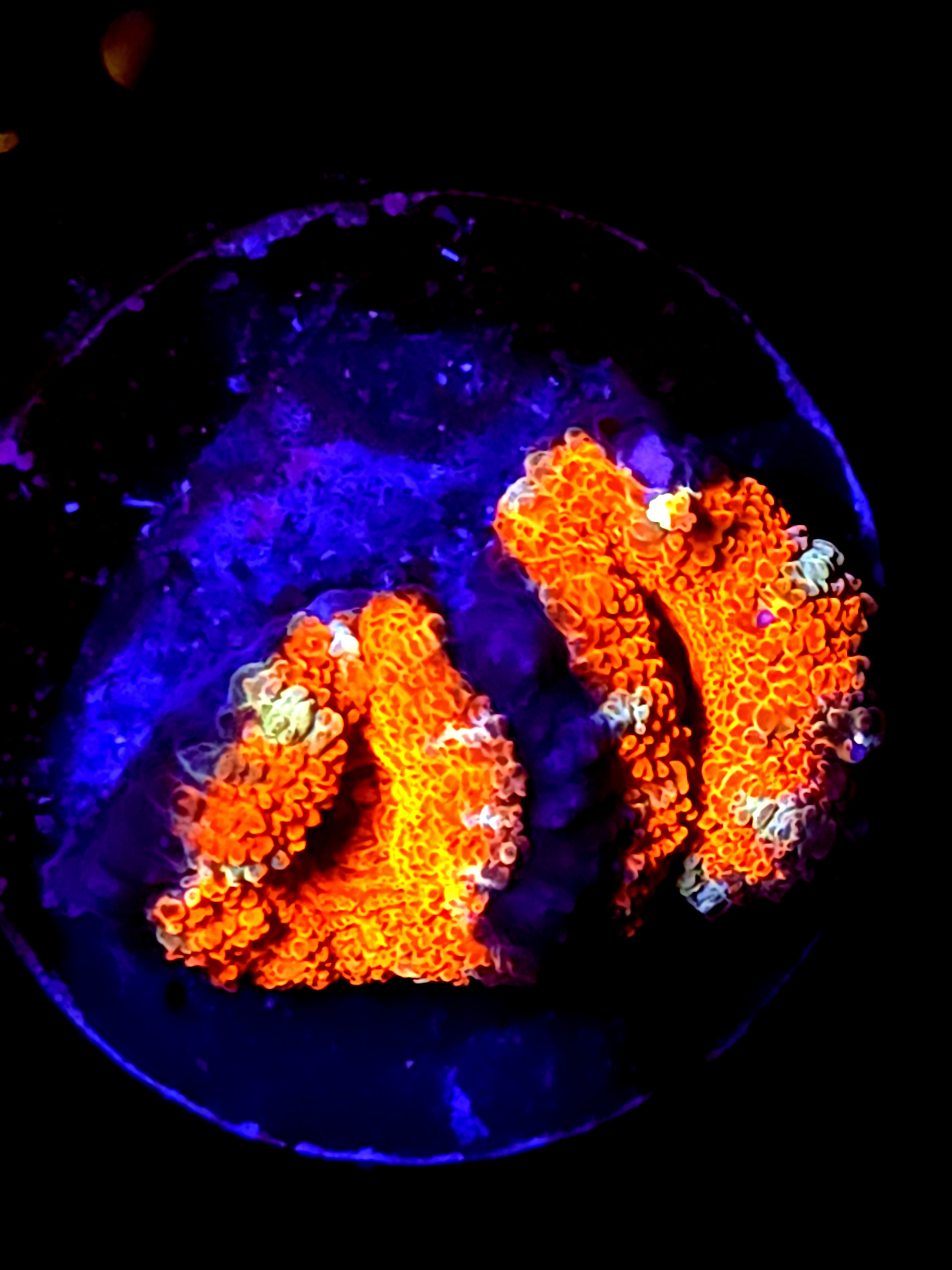 SBB "Lava Bloom" Acan 2 Heads