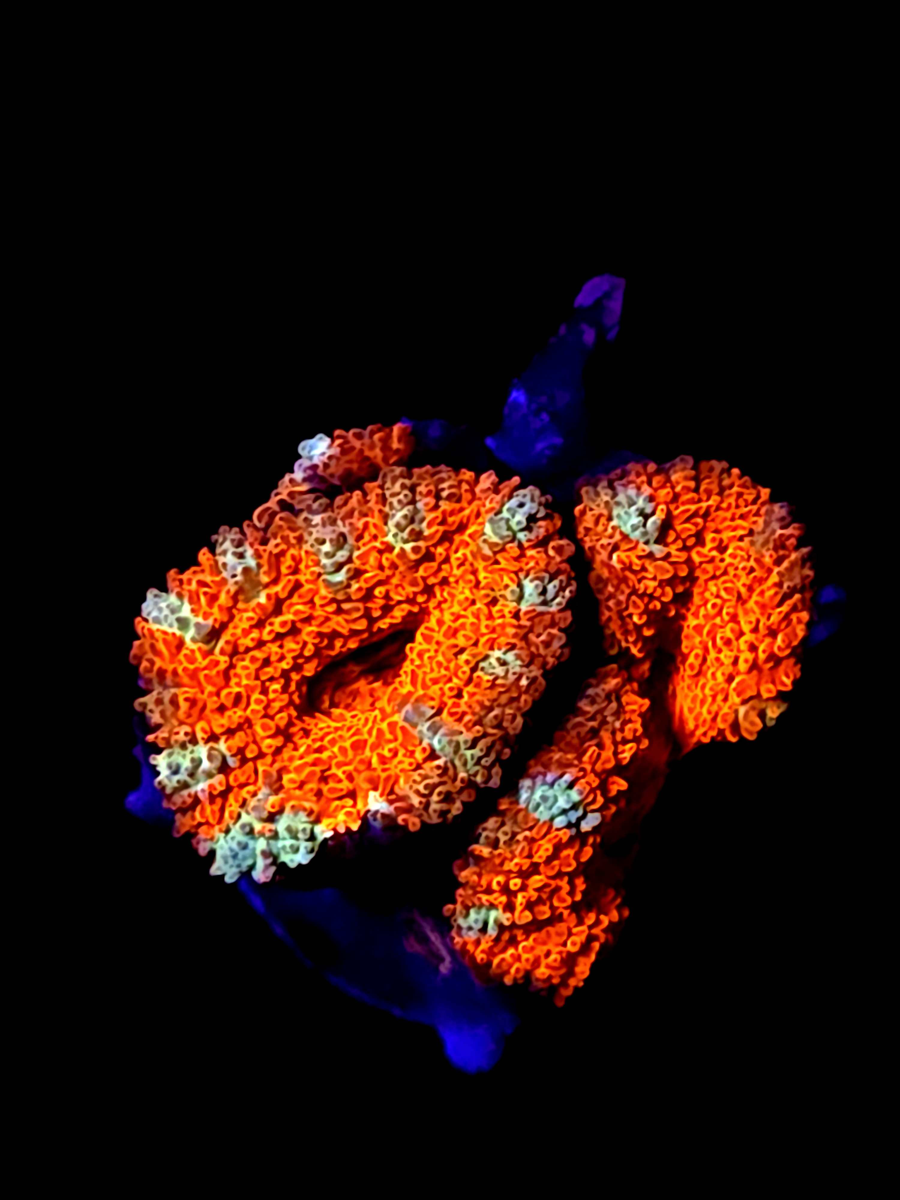 SBB "Mystery Signature" Acan 2 Heads