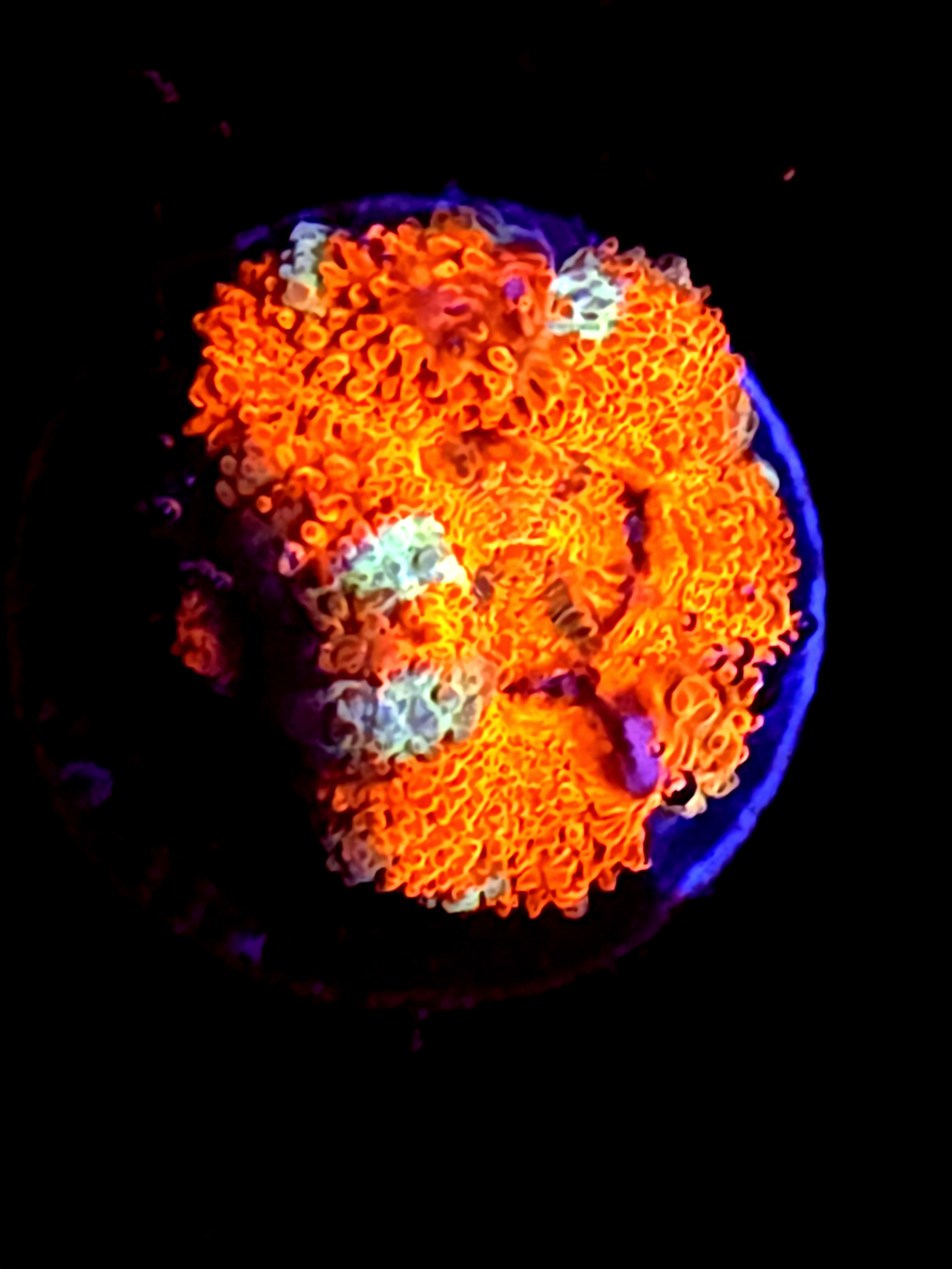SBB "Lava Bloom" Acan