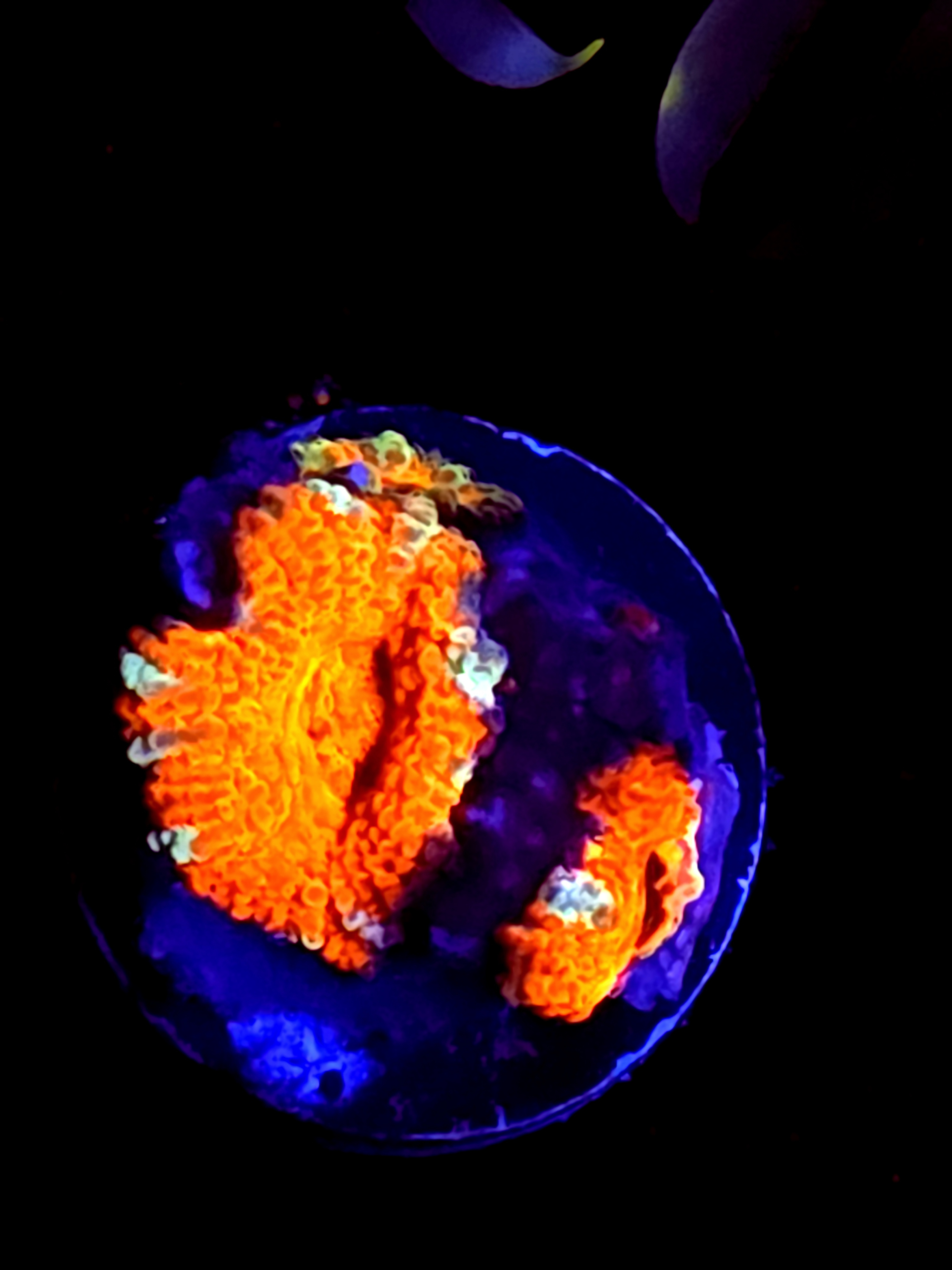 SBB "Lava Bloom" Acan 1+ Baby