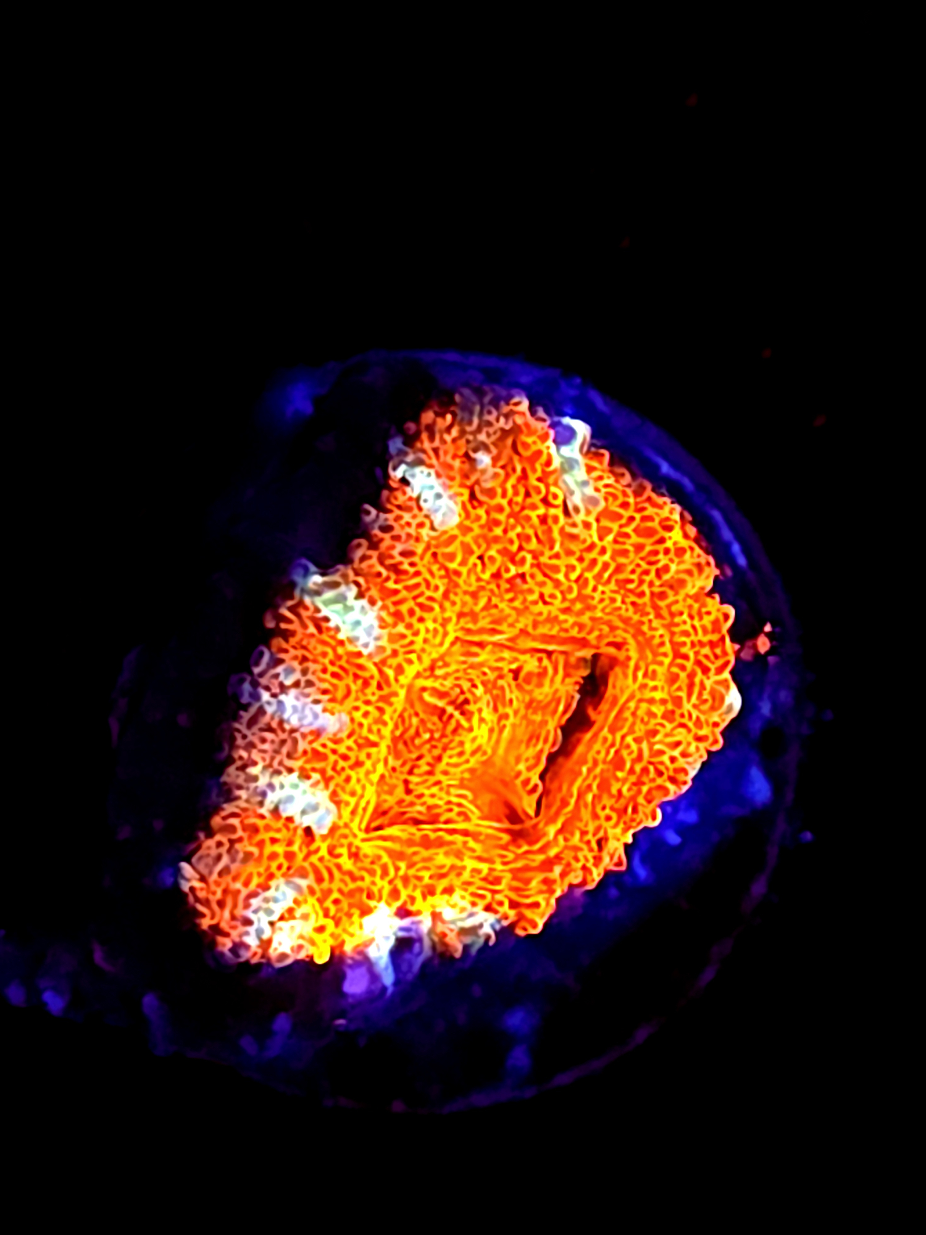 SBB "Lava Bloom" Acan