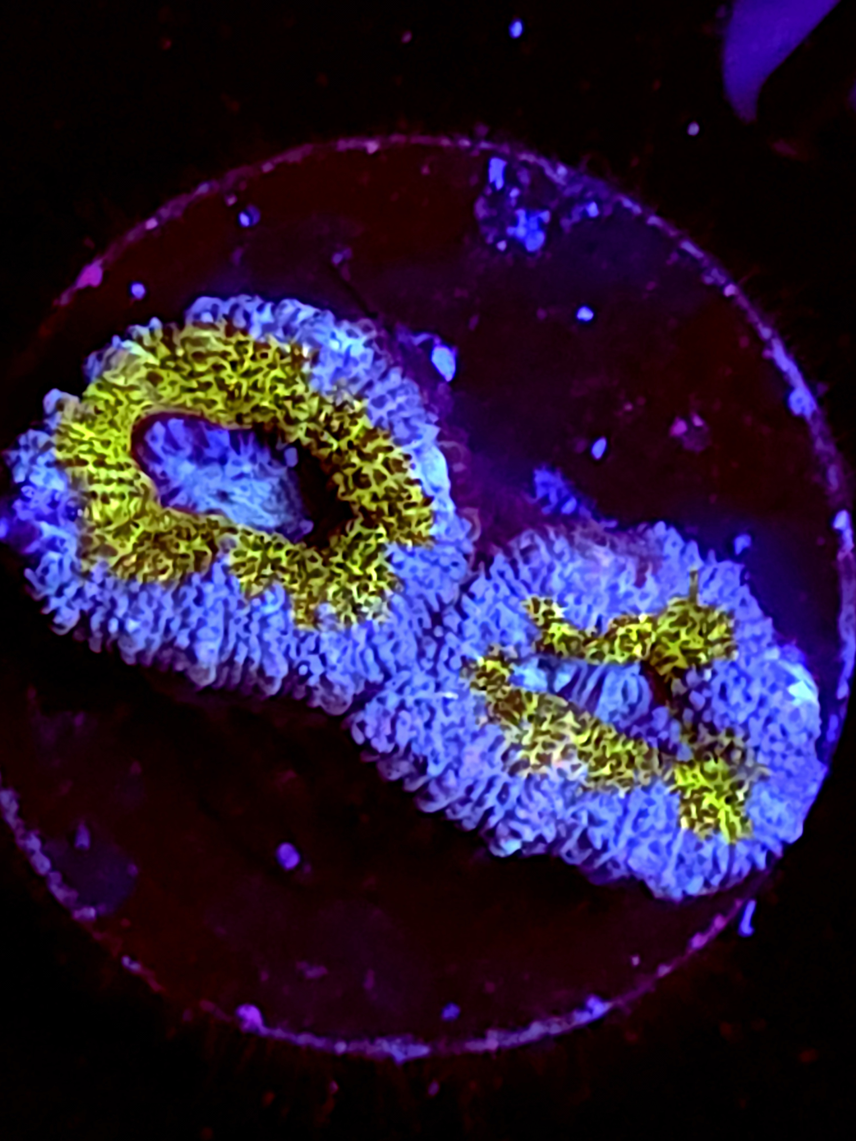 SBB "Amber Lust" Acan 2 Heads