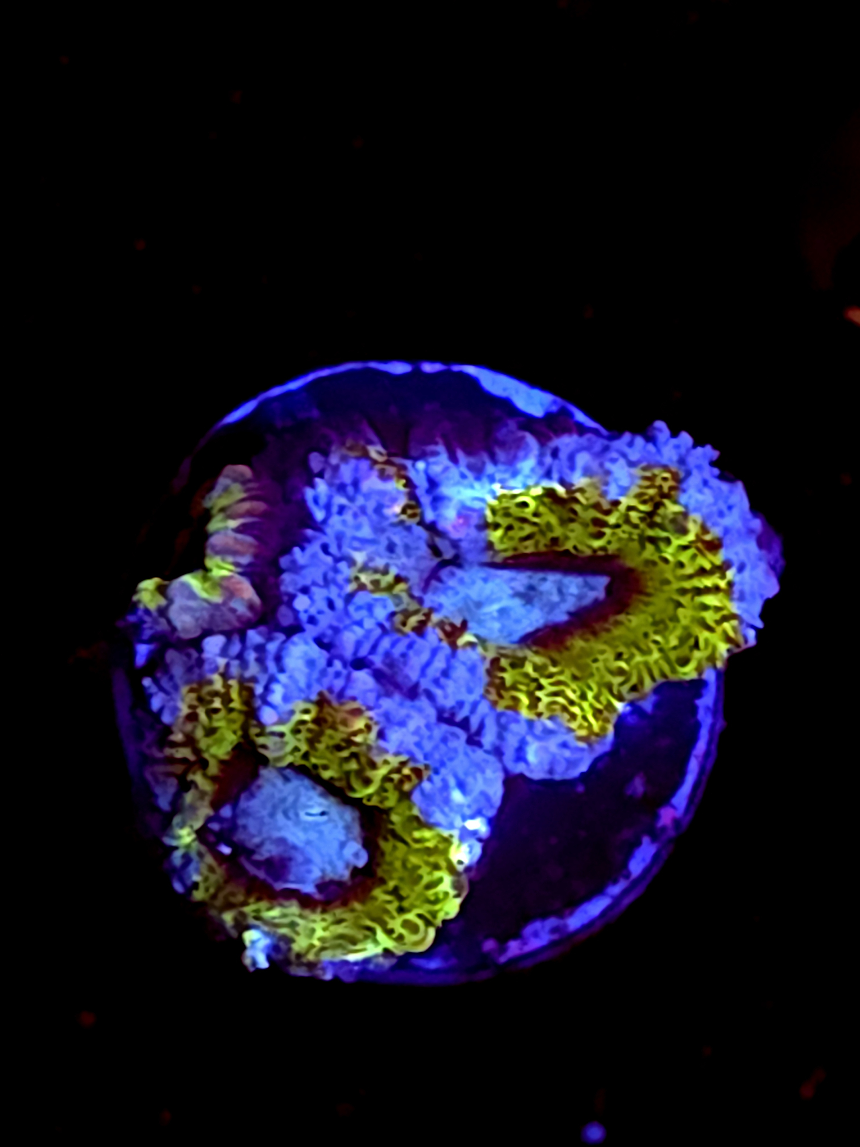 SBB "Amber Lust" Acan 2 Heads