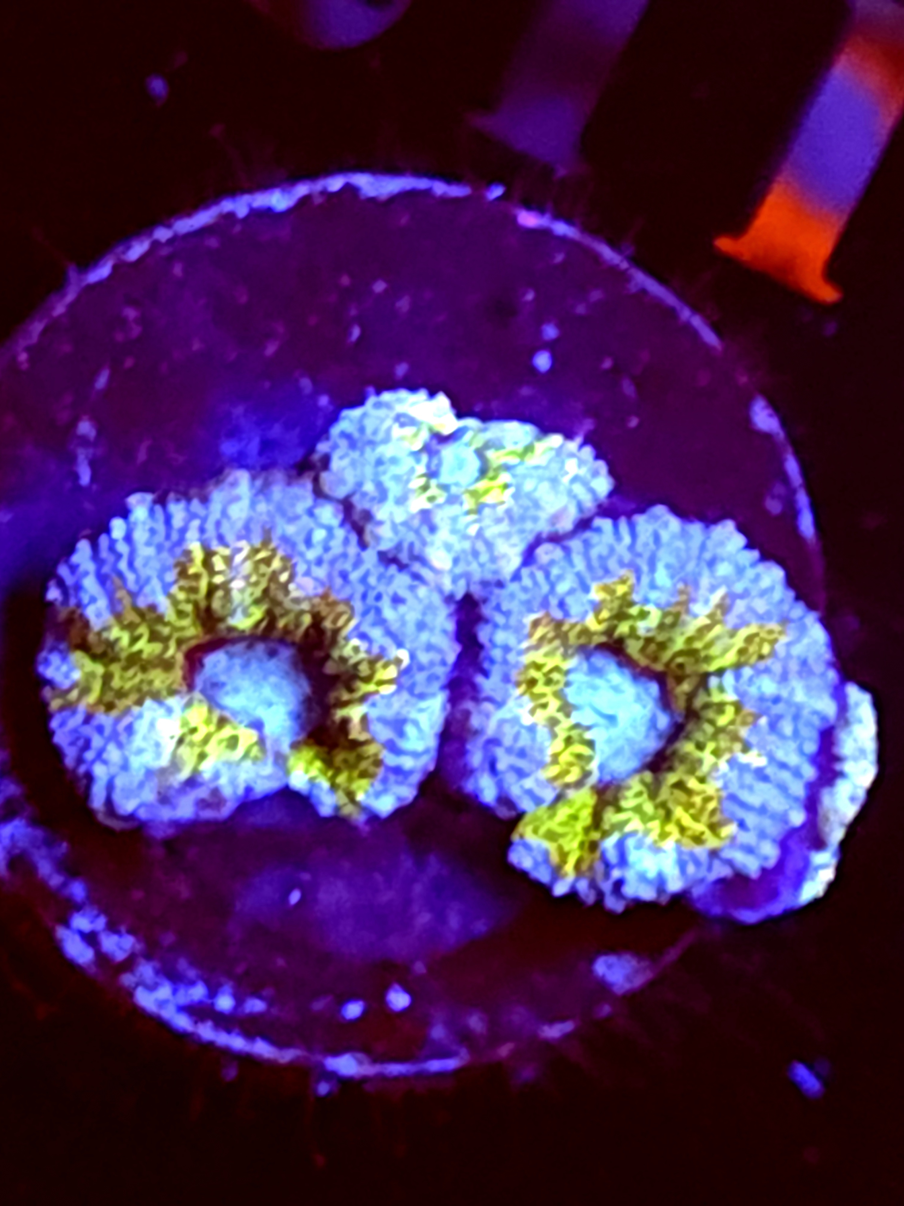 SBB "Amber Lust" Acan 2 + Heads