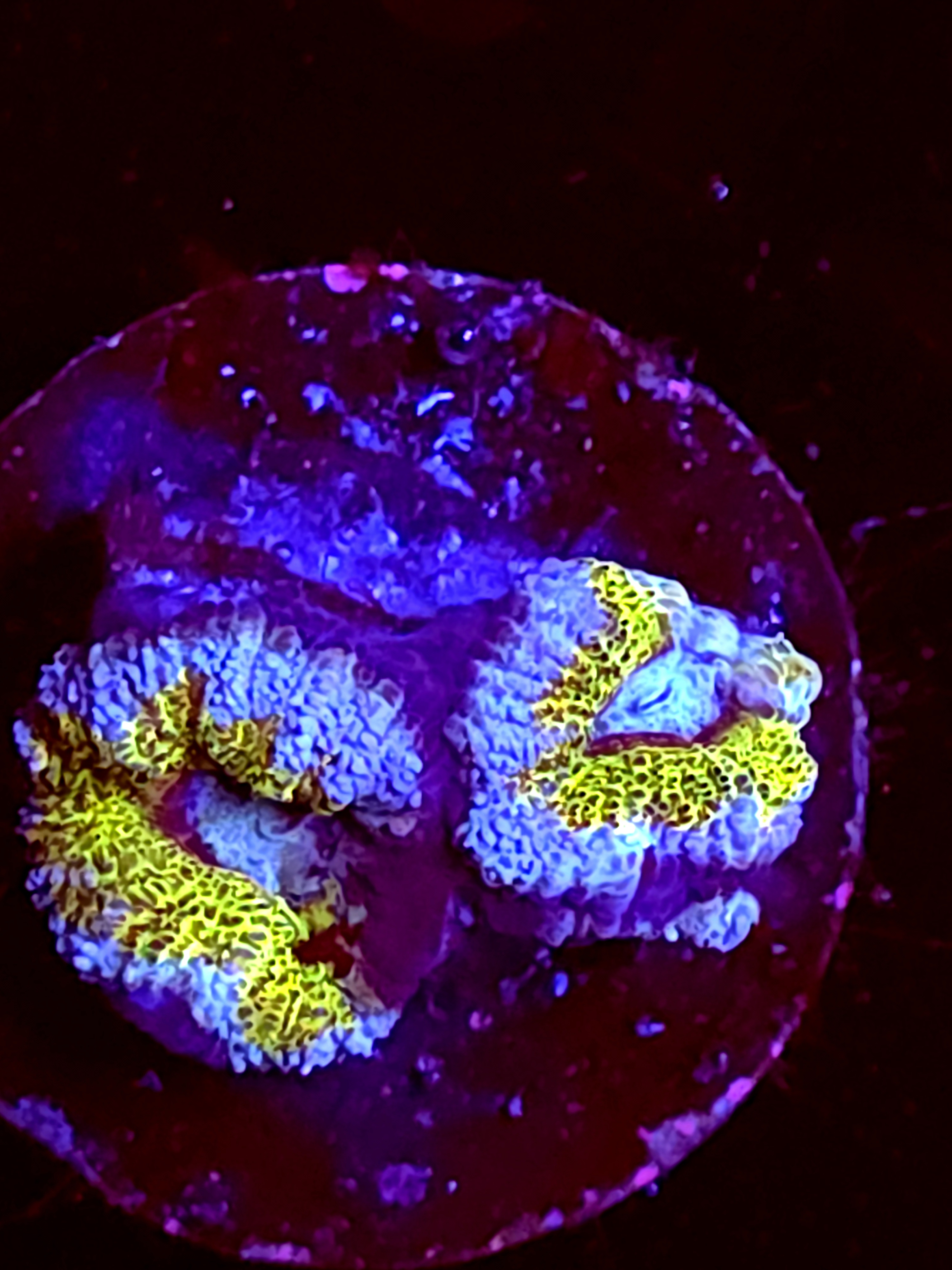 SBB "Amber Lust" Acan 2 Heads