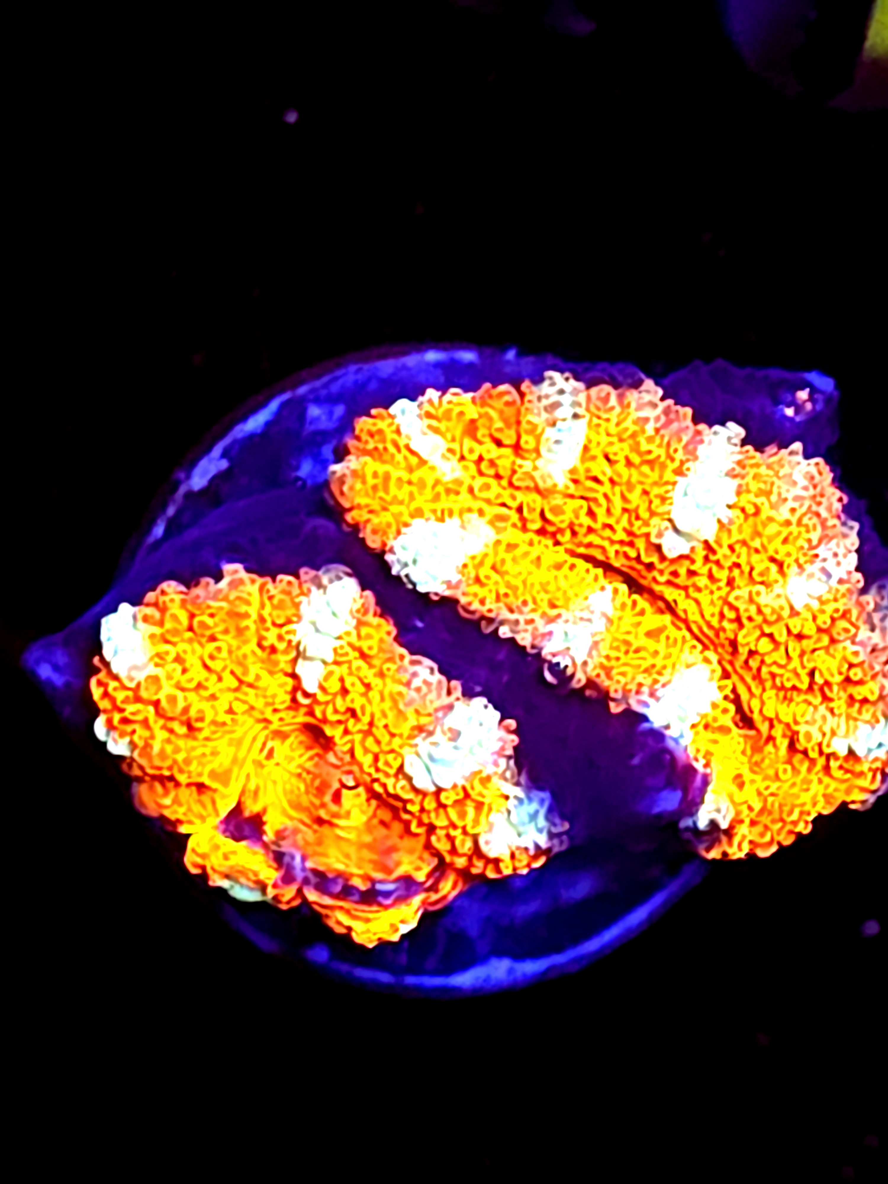 SBB "Mystery Signature" Acan 2 Heads