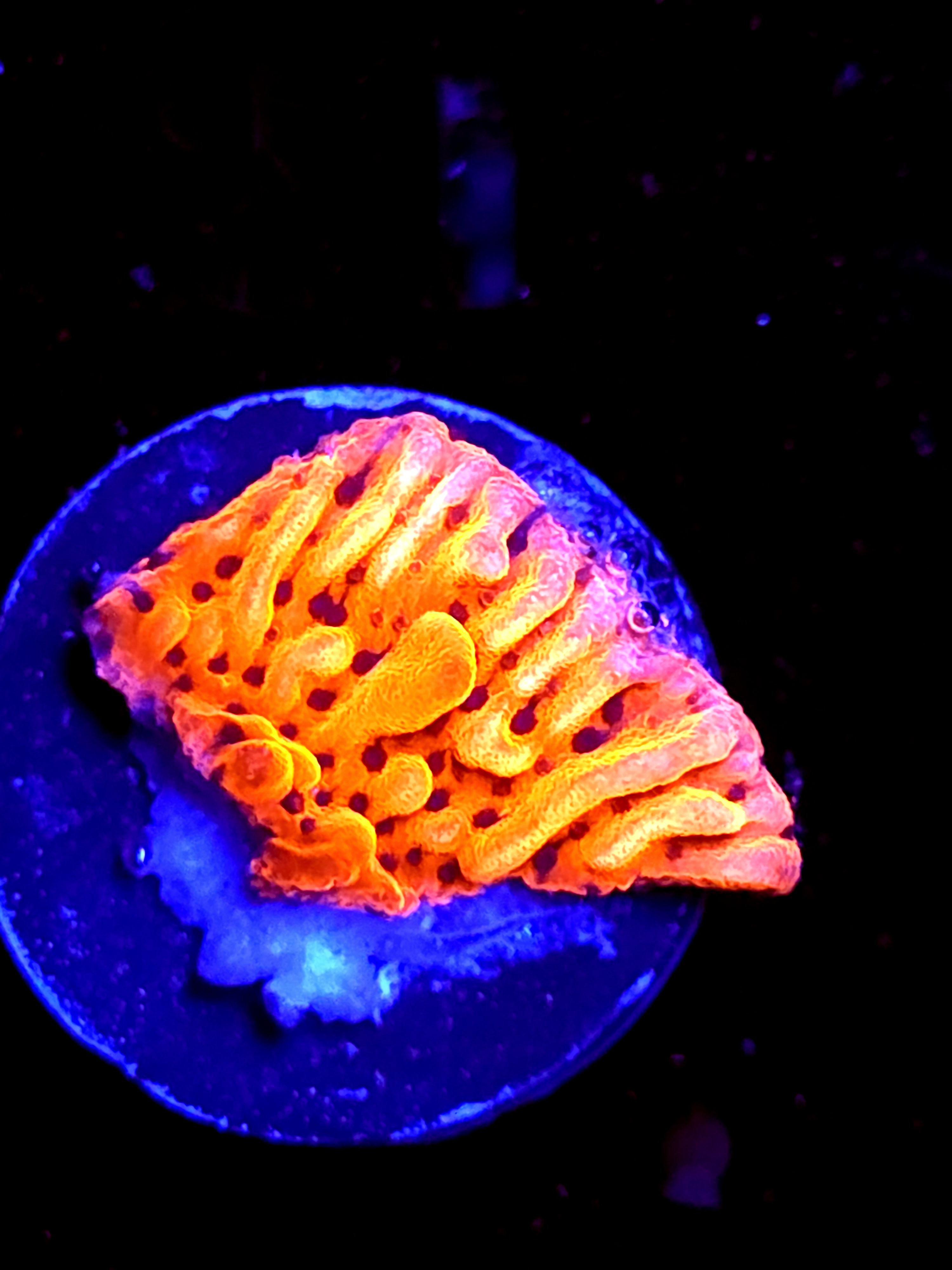 SBB "Cherry Tree" Small Monti