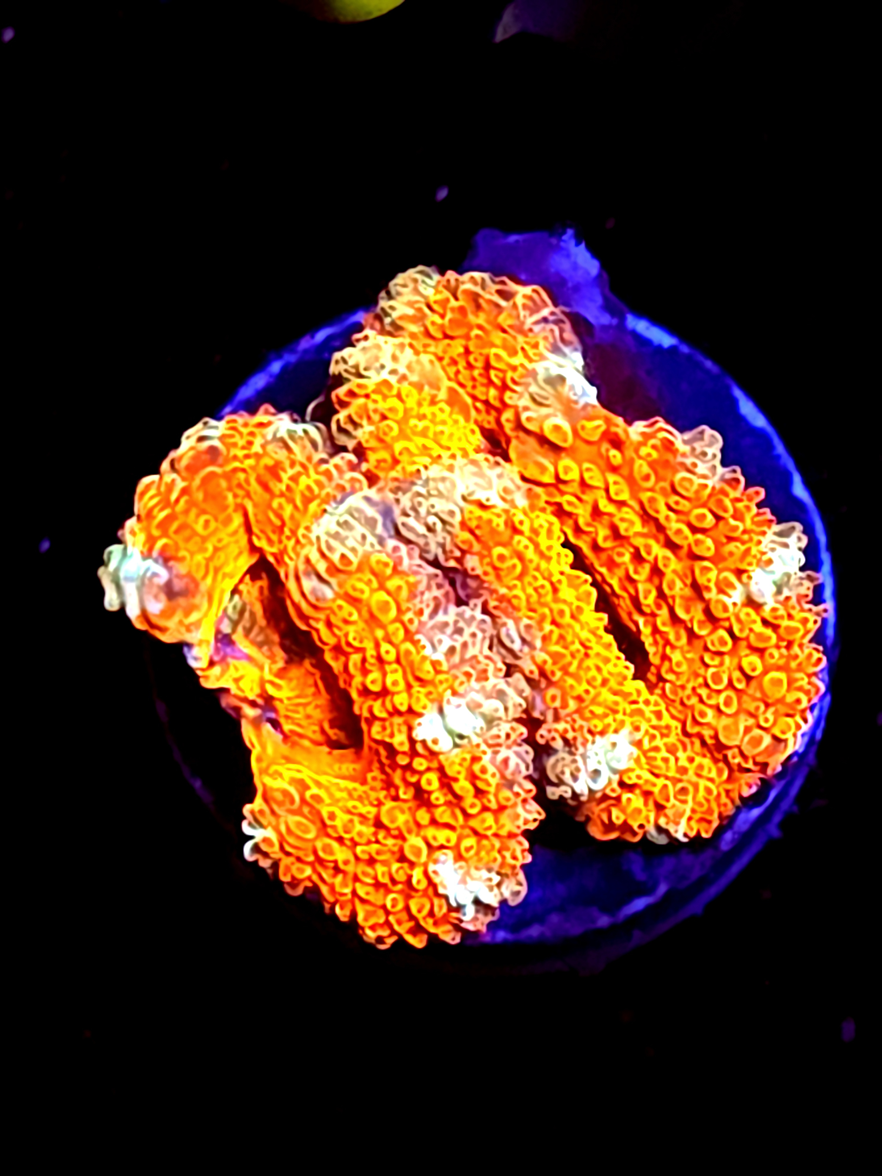 SBB "Lava Bloom" Acan 2 Heads