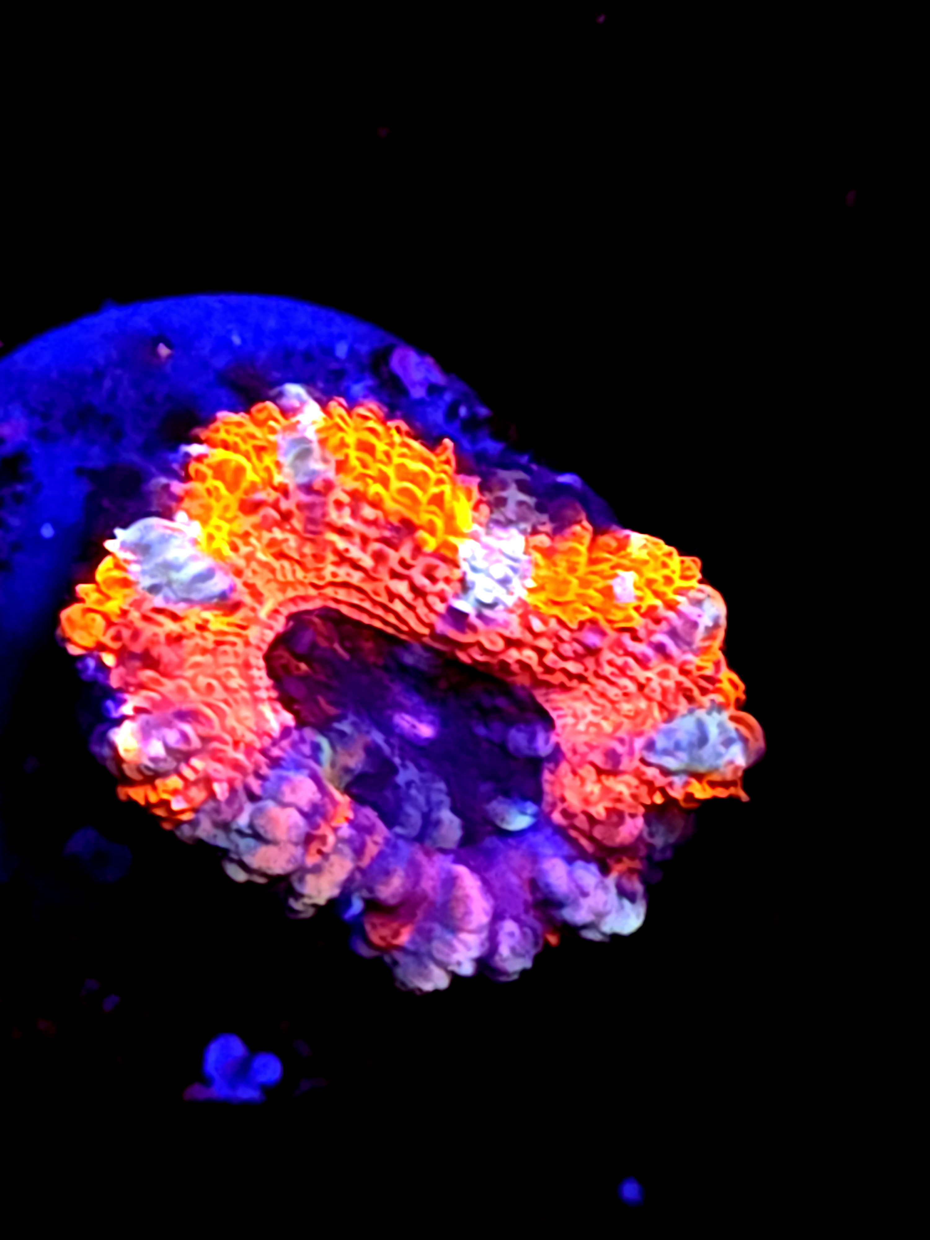 SBB "Molten Halo" Acan