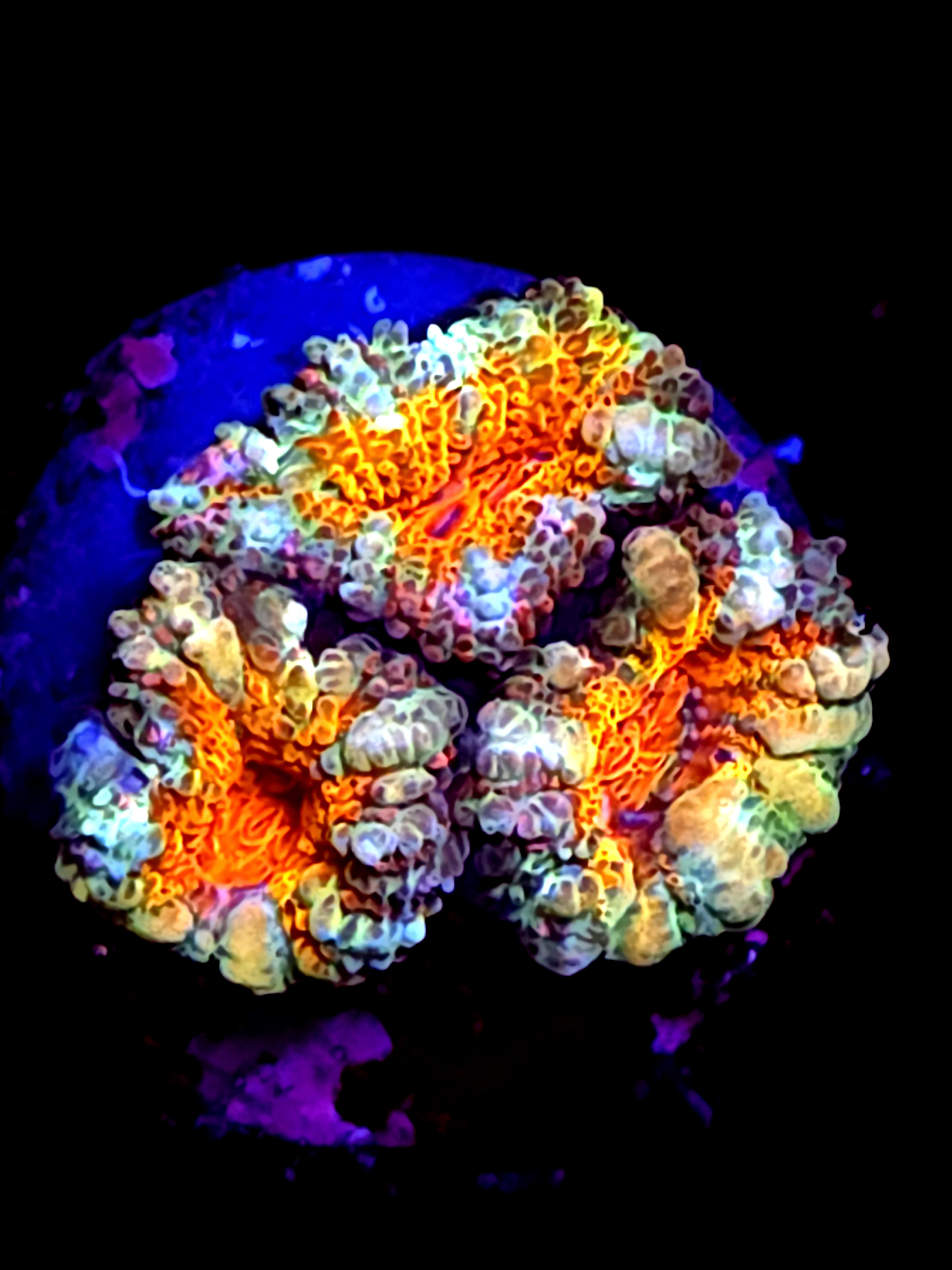 SBB "Cosmic Jaw" Acan 3 Heads