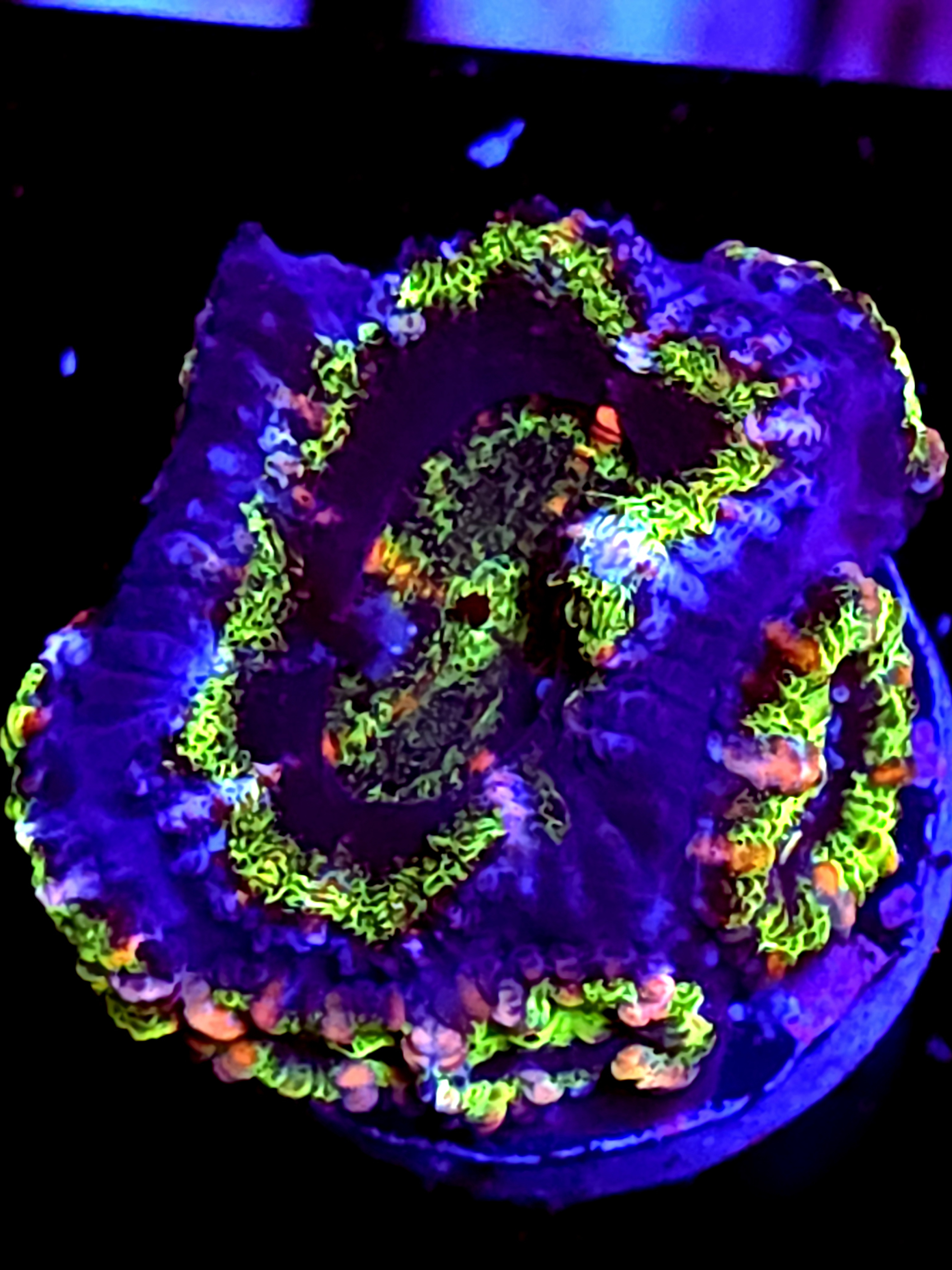 SBB "moon Melon" Acan 1+ Multiple Babies