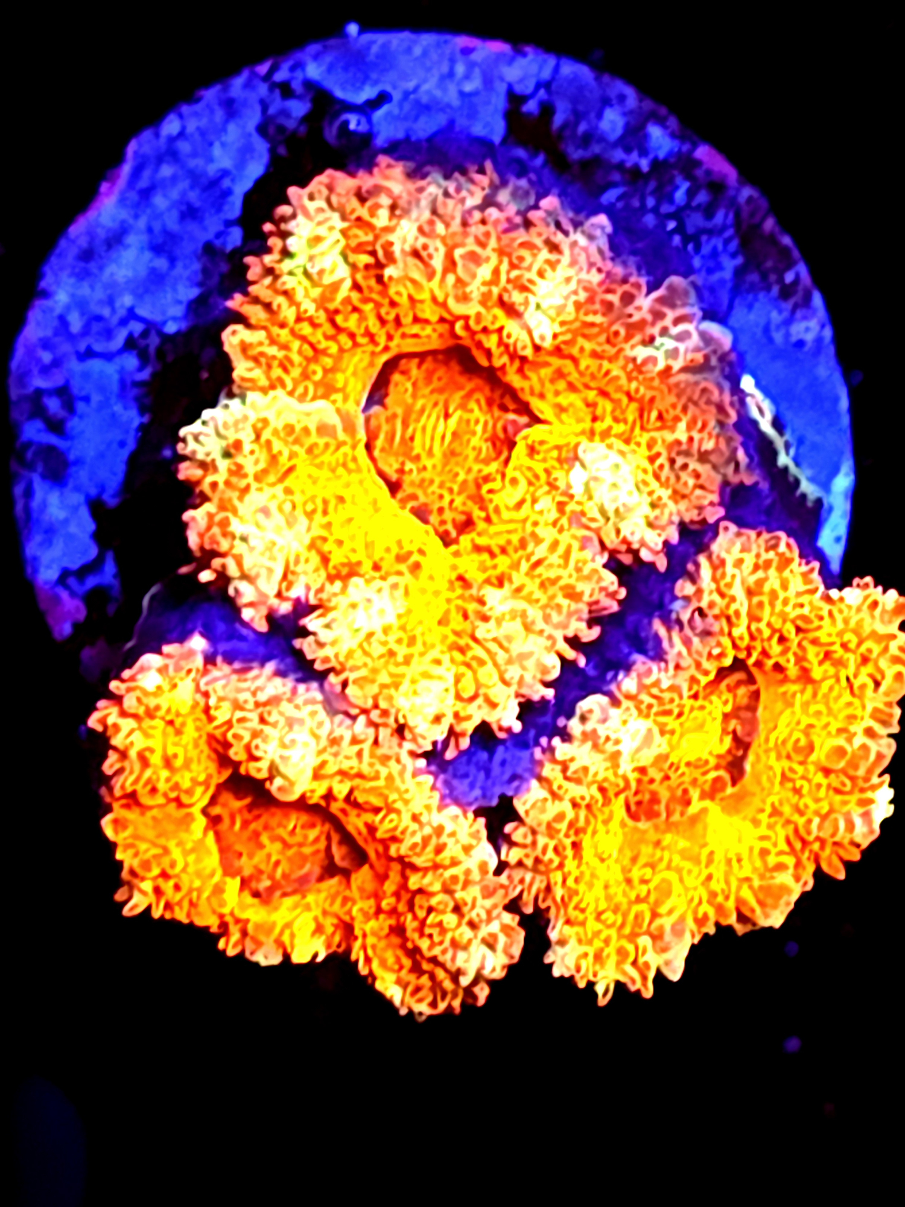 SBB "Pyro Candy" Acan 3 Heads