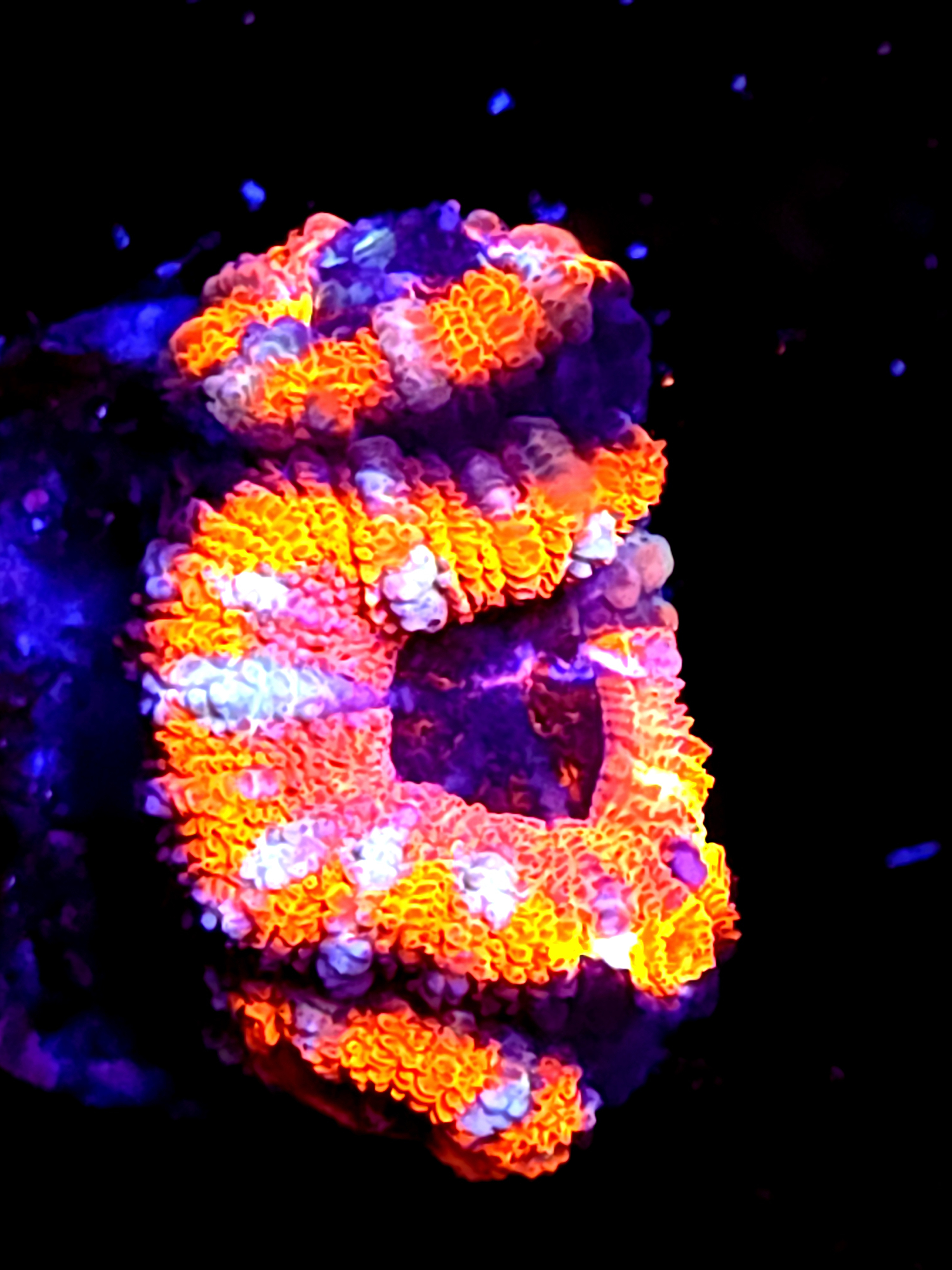 SBB "Molten Halo" Acan 3 Heads