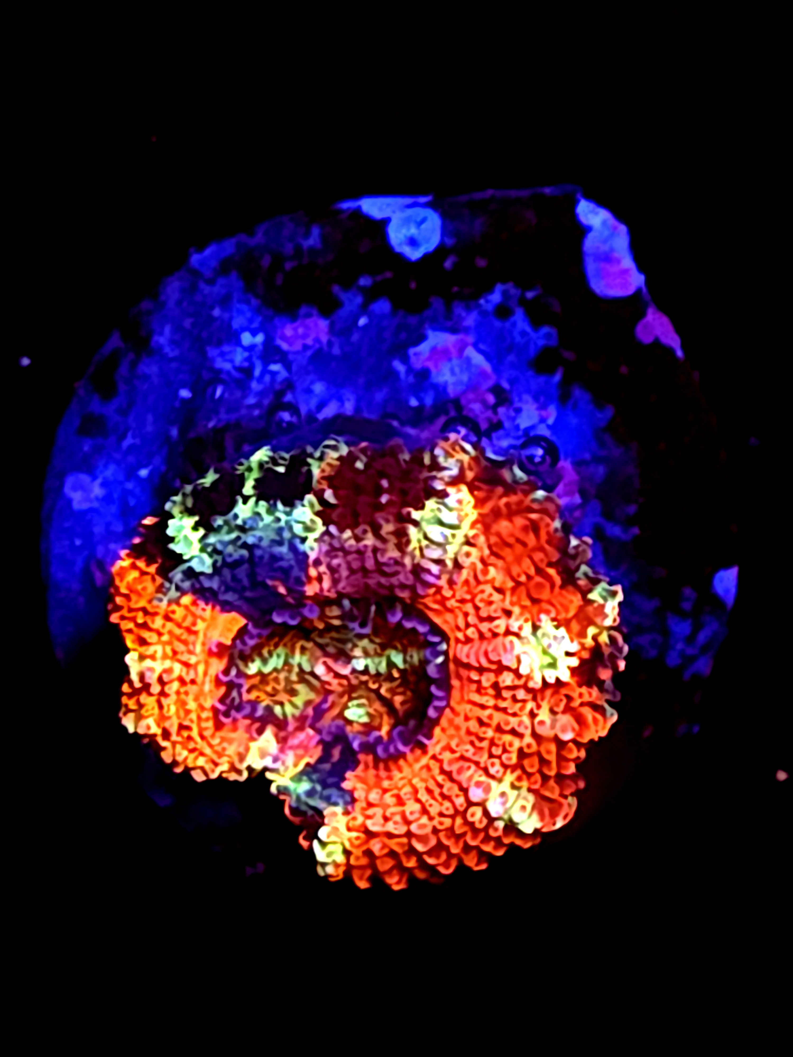 SBB "Firestorm Ring" Acan