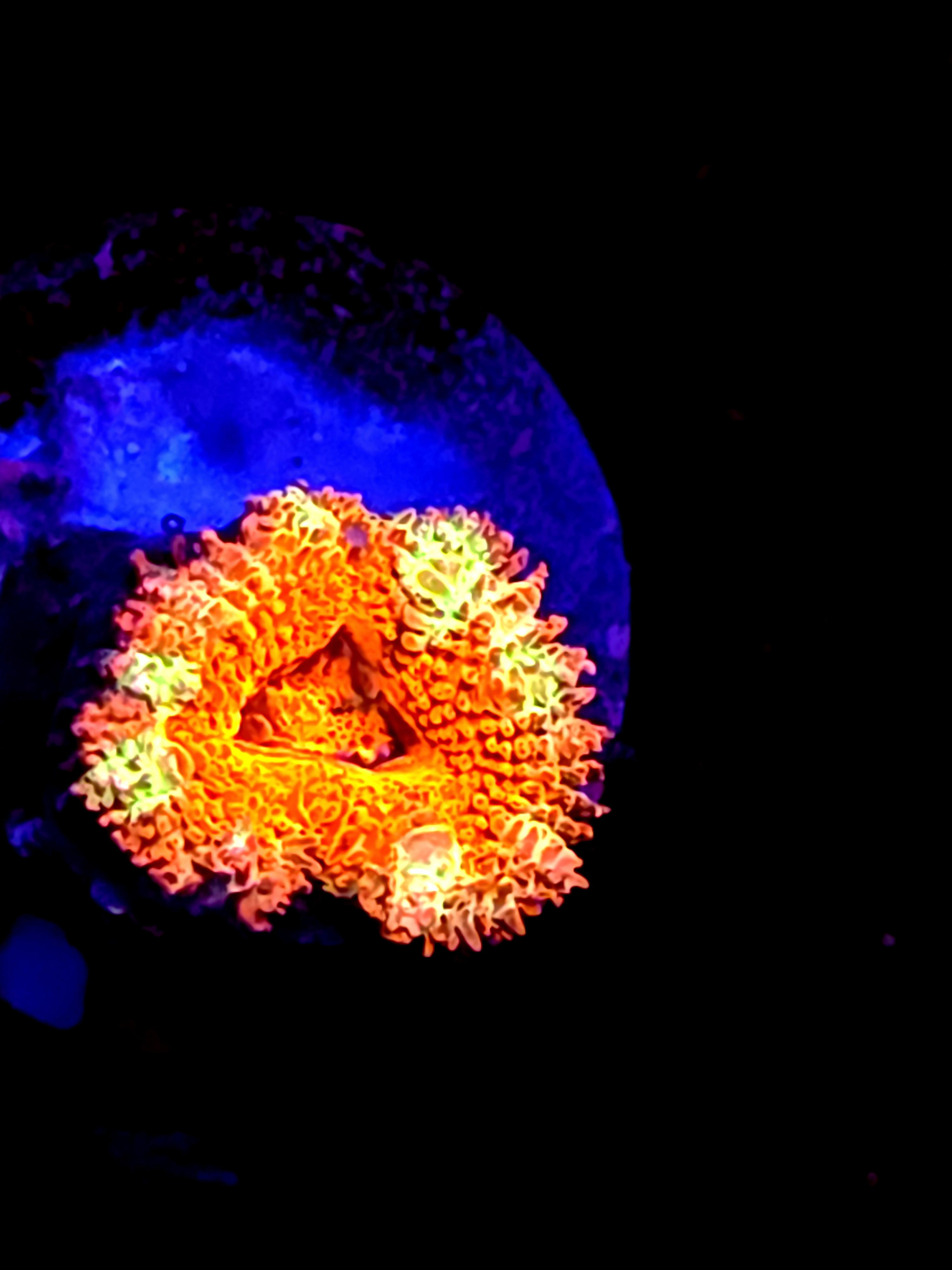 SBB "Pyro Candy" Acan