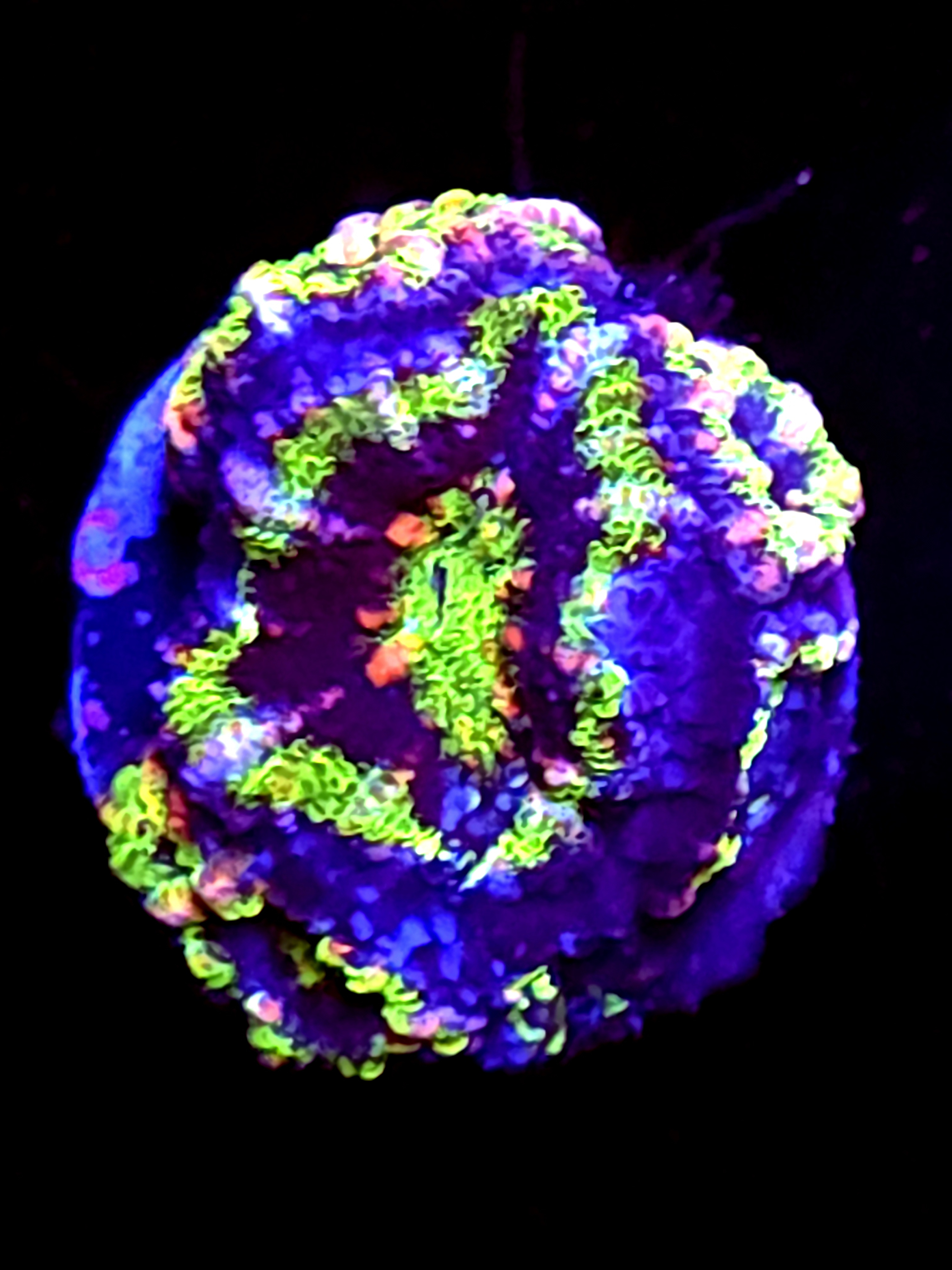 SBB "Mystery Signature" Acan 1+ Multiple Babies