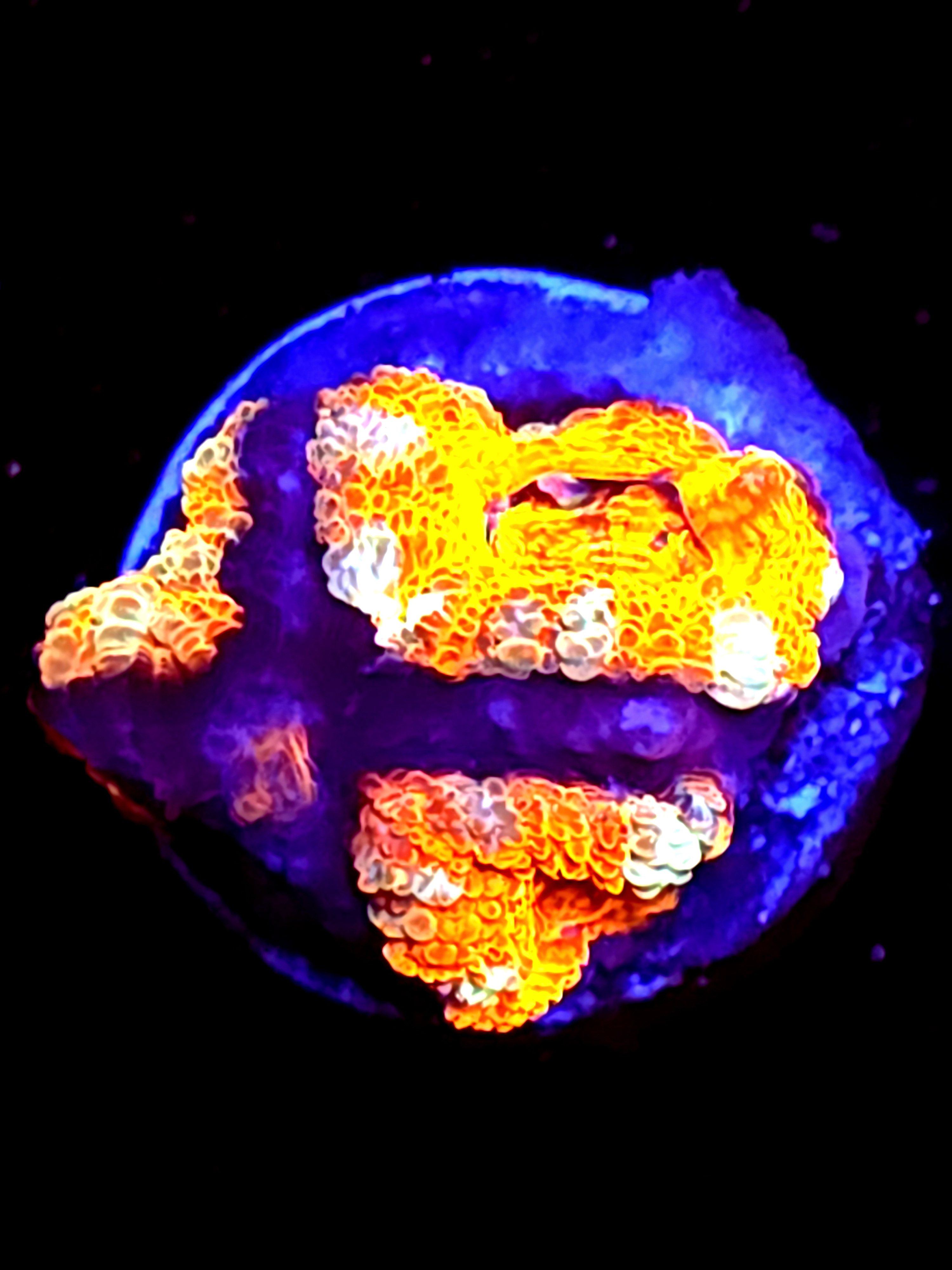 SBB "Lava Storm" Acan 3 Heads