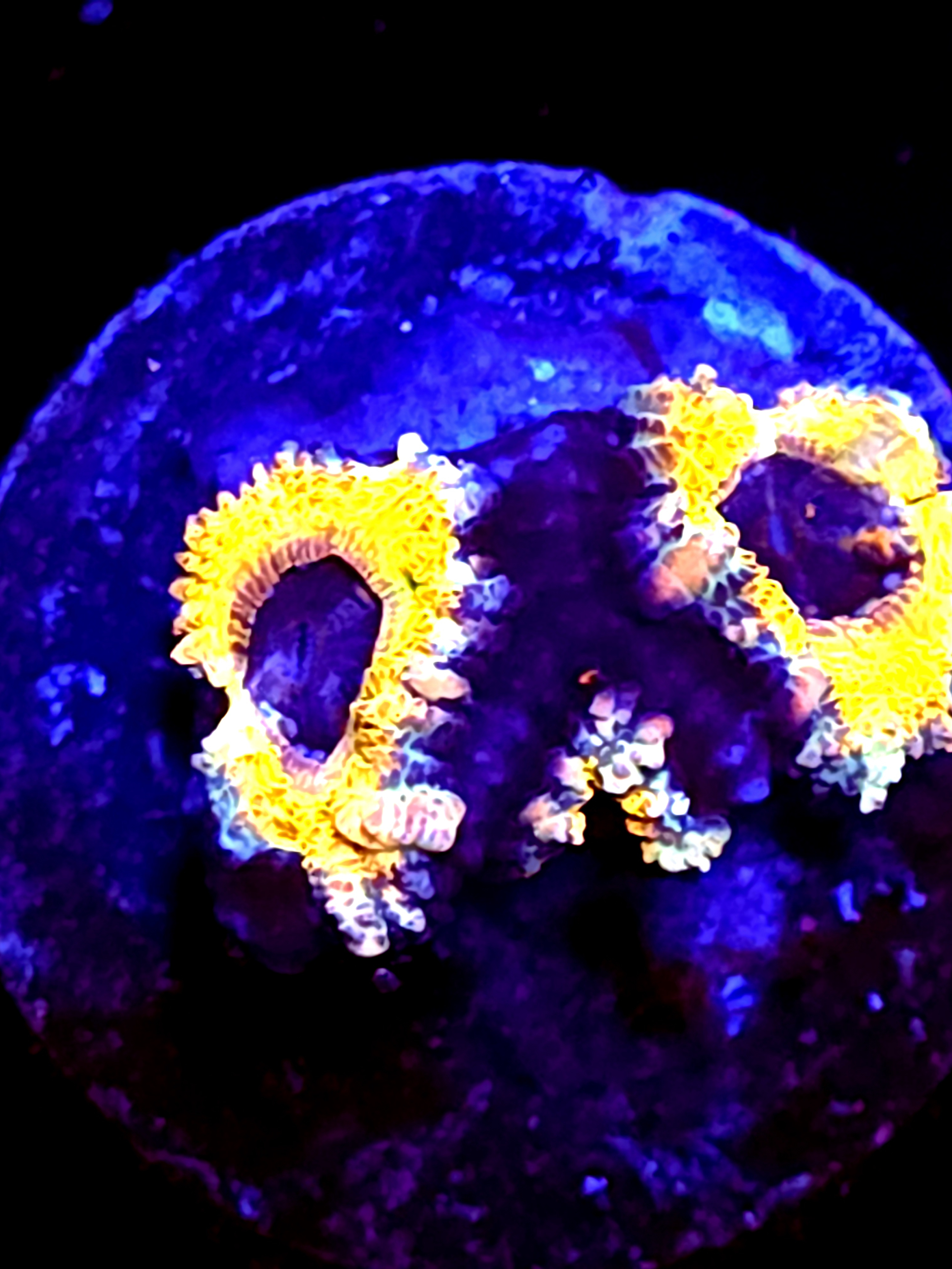 SBB "Dragon Core" Acan 3 Heads