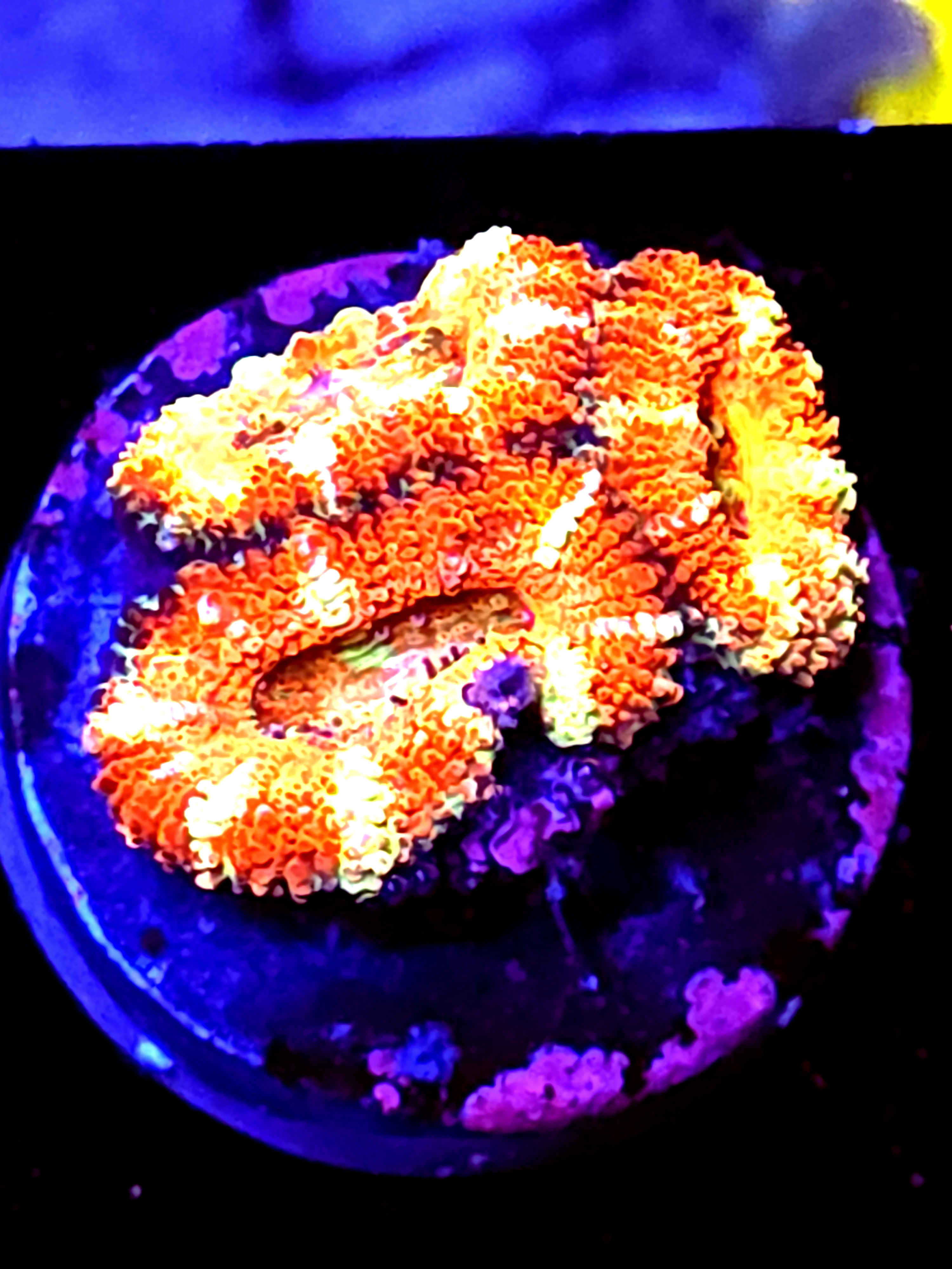 SBB "Firestorm Ring" Acan 3 Heads