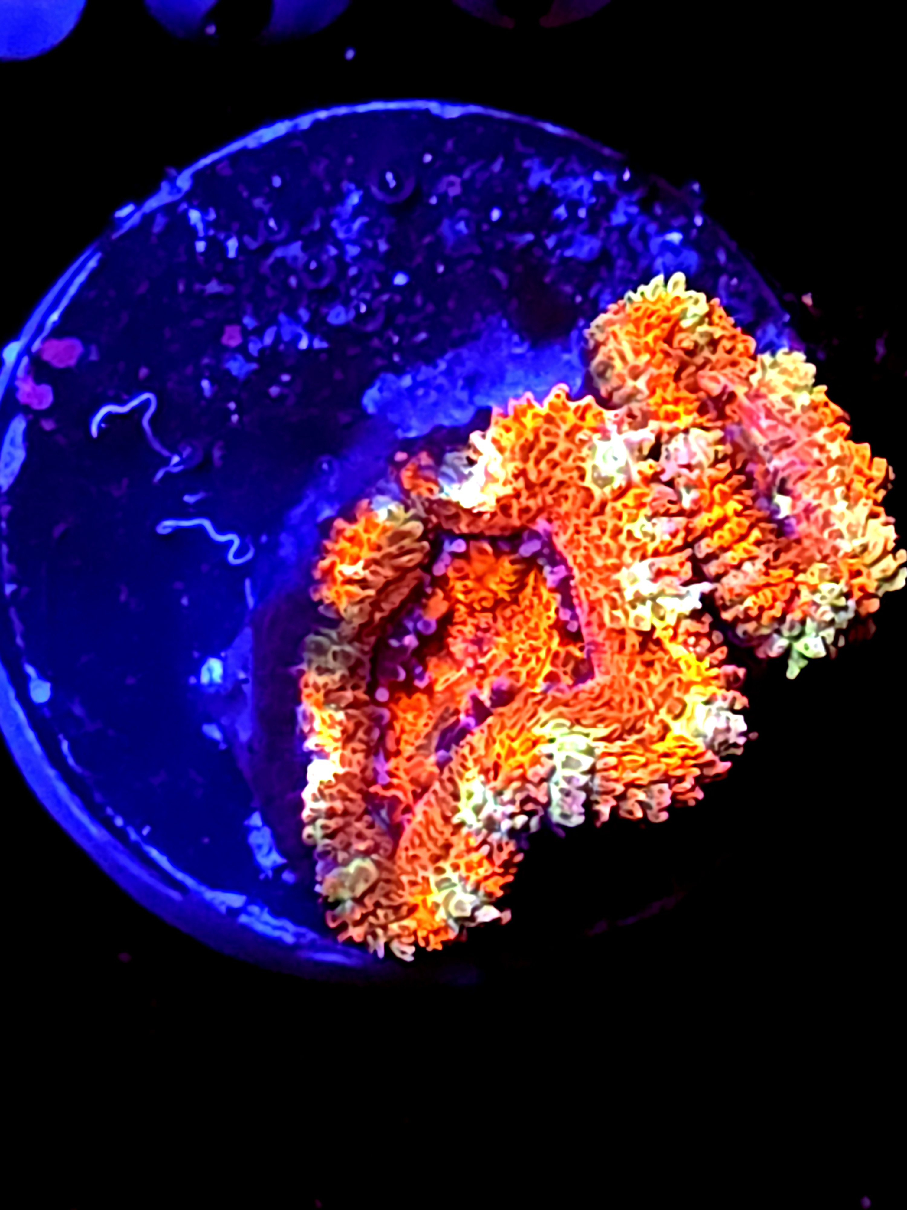 SBB "Jungle Tigher" Acan 2 Heads