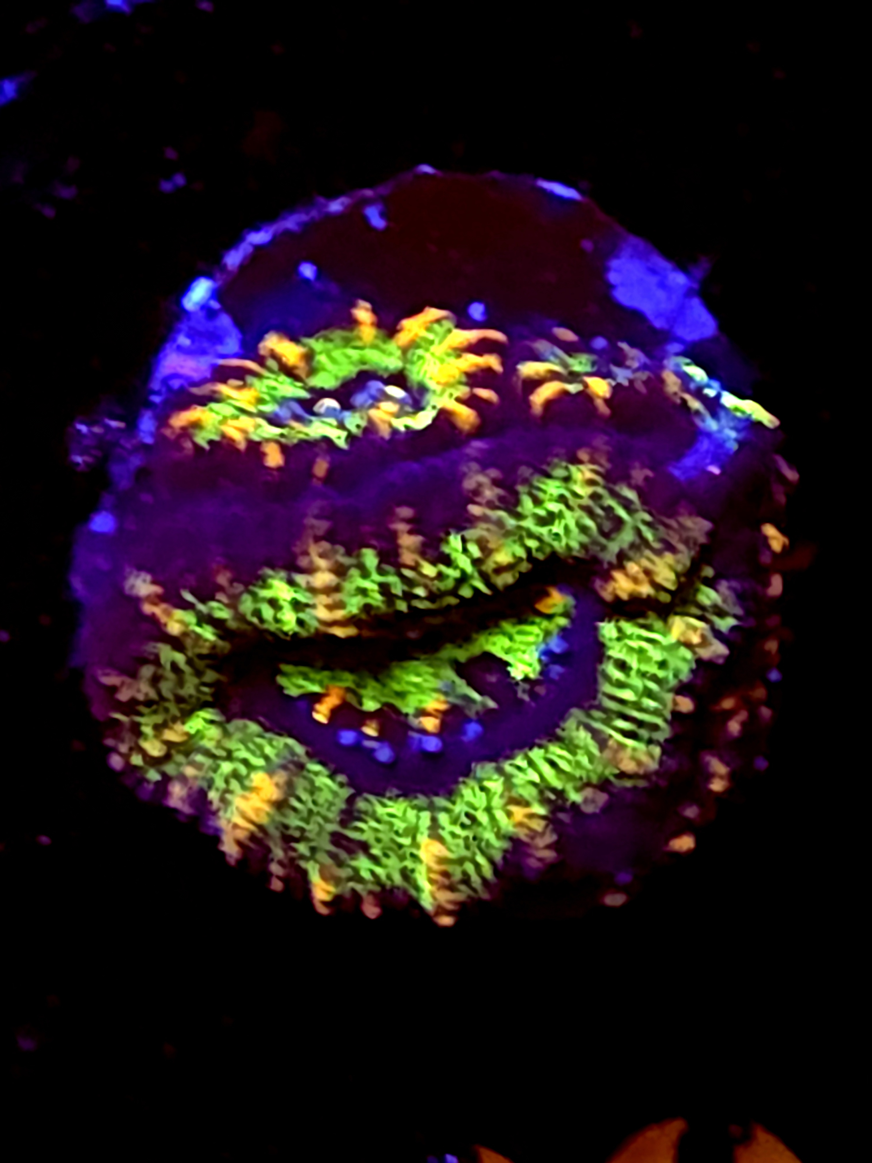 SBB "Mystery Signature" Acan 1+ Heads