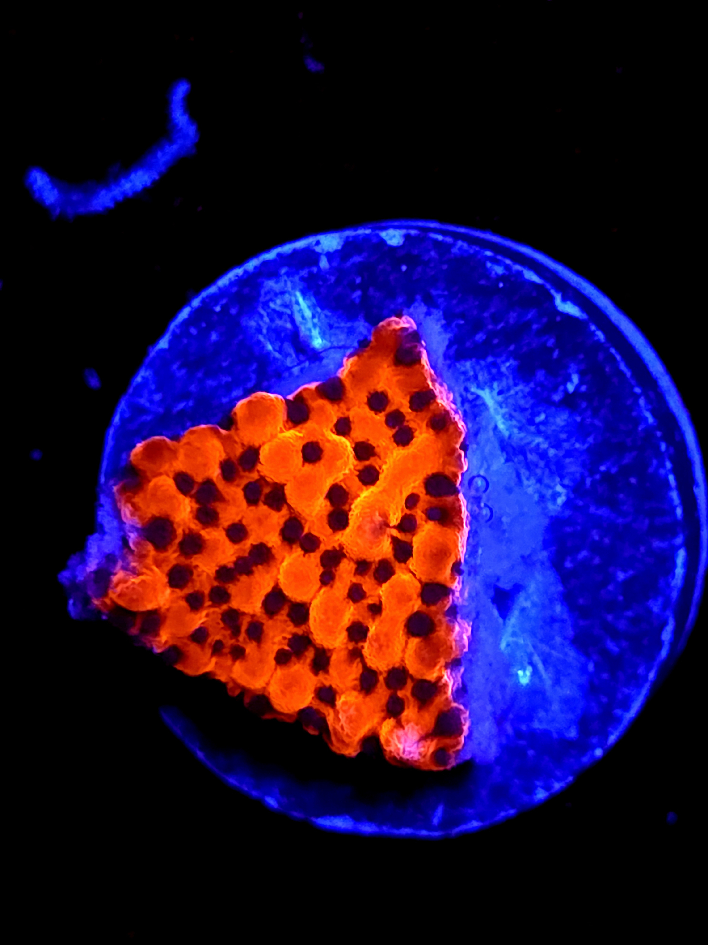 SBB "Cherry Tree" Small Monti