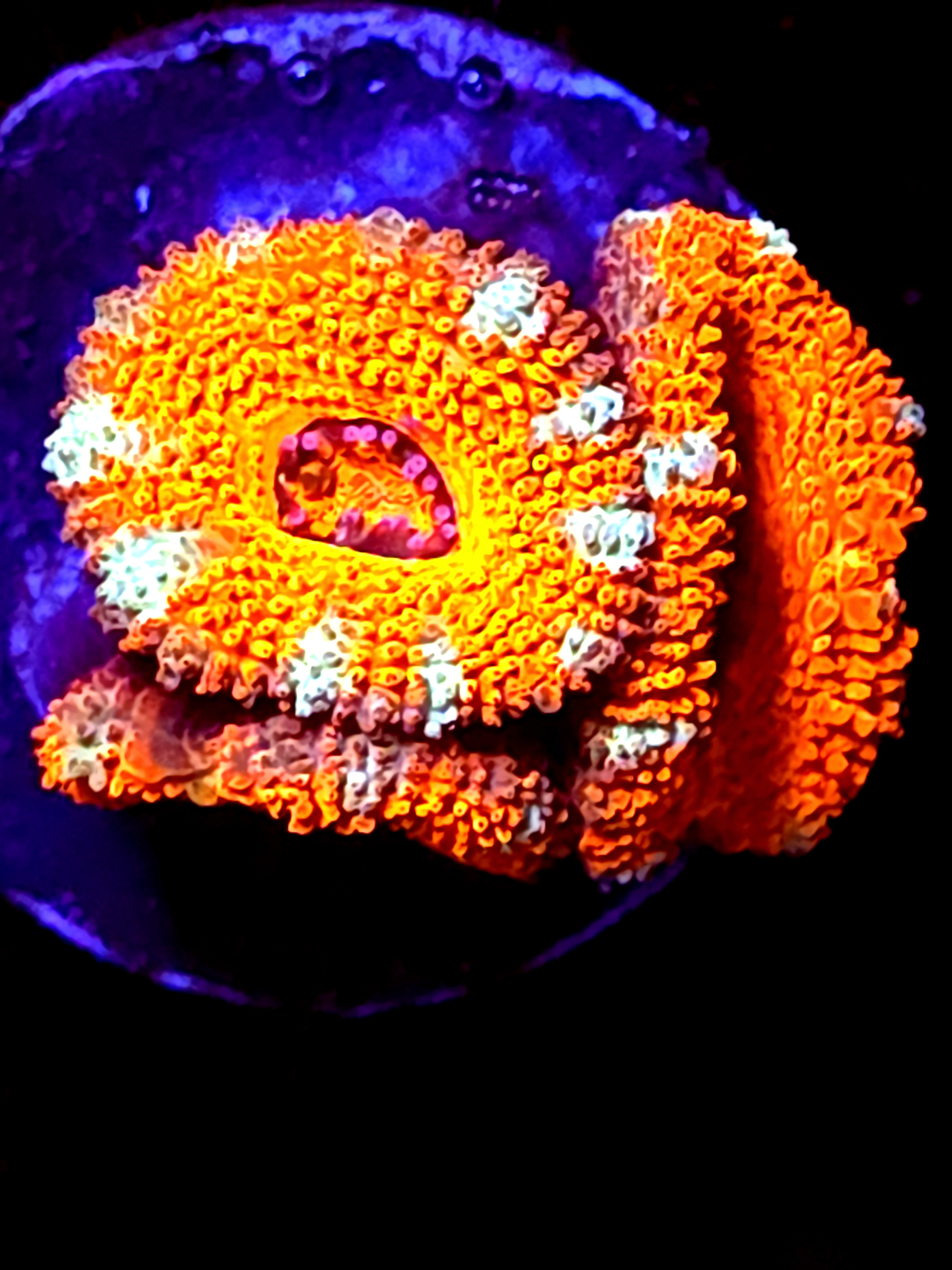 SBB "Lava Bloom" Acan 3 Heads